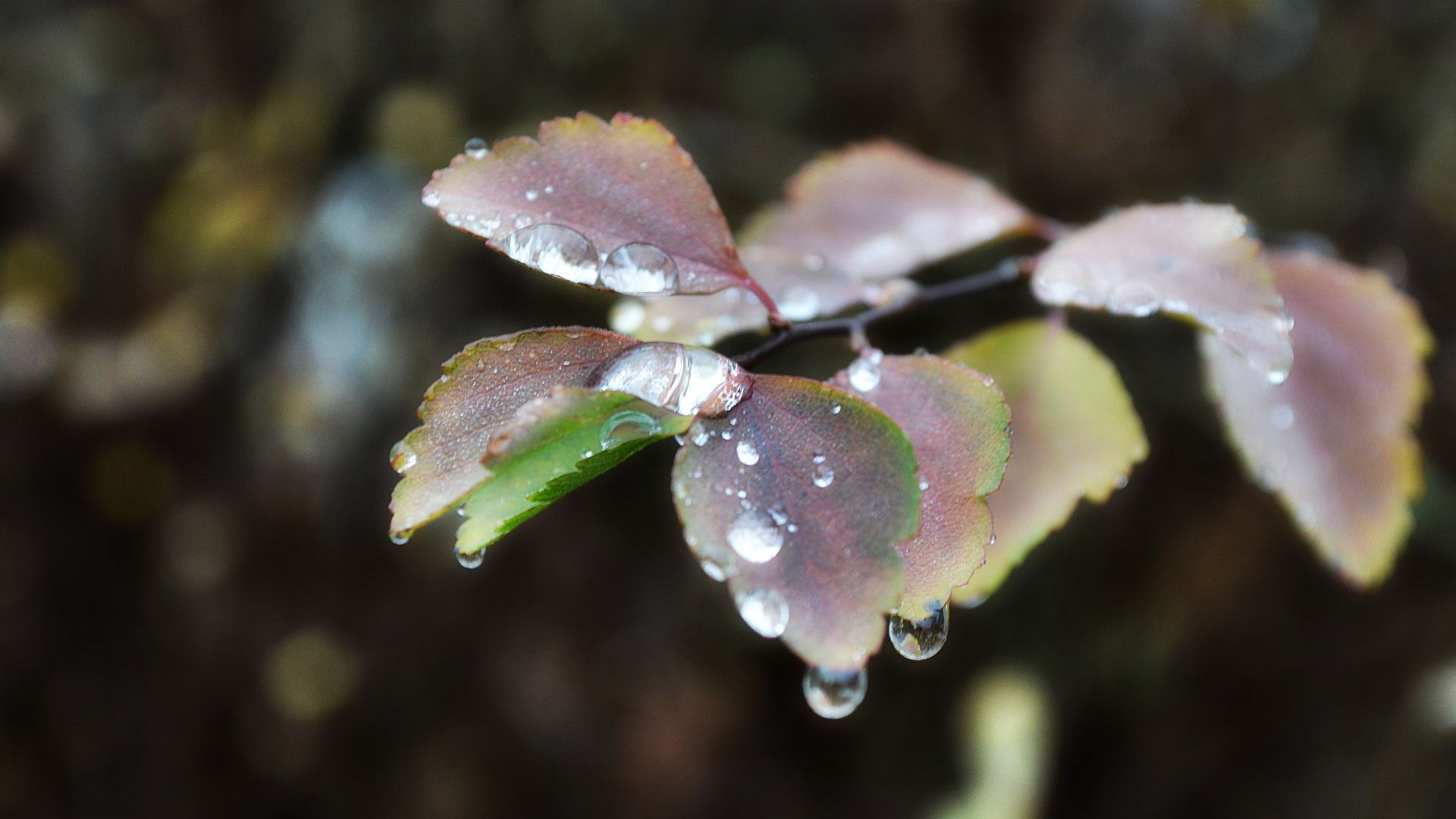 晨露 露珠 树叶 摄影
