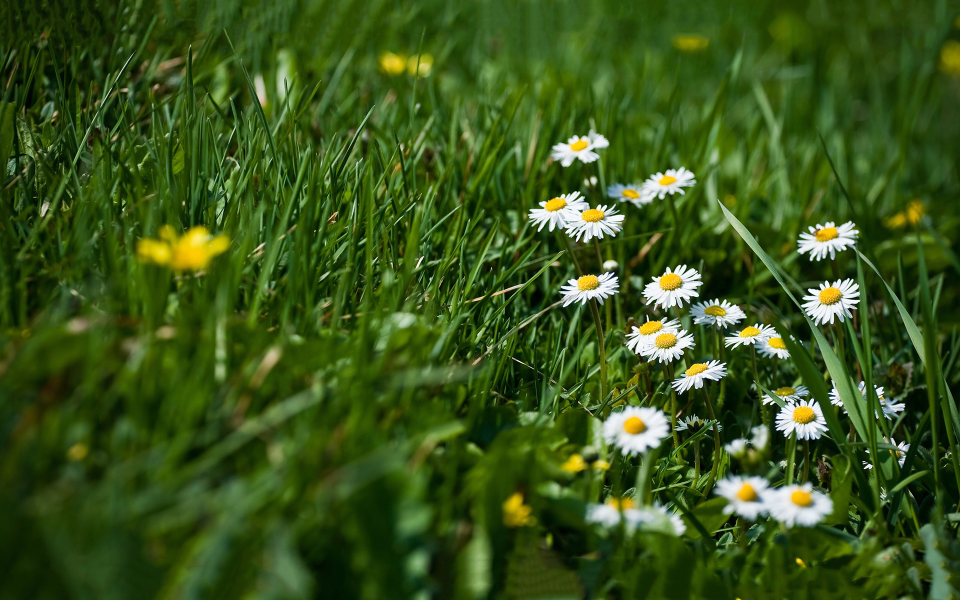 清新淡雅 野花 草地 绿色 护眼