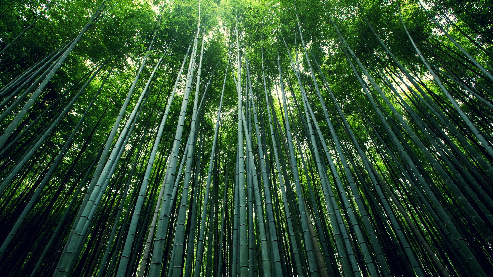 美景 护眼