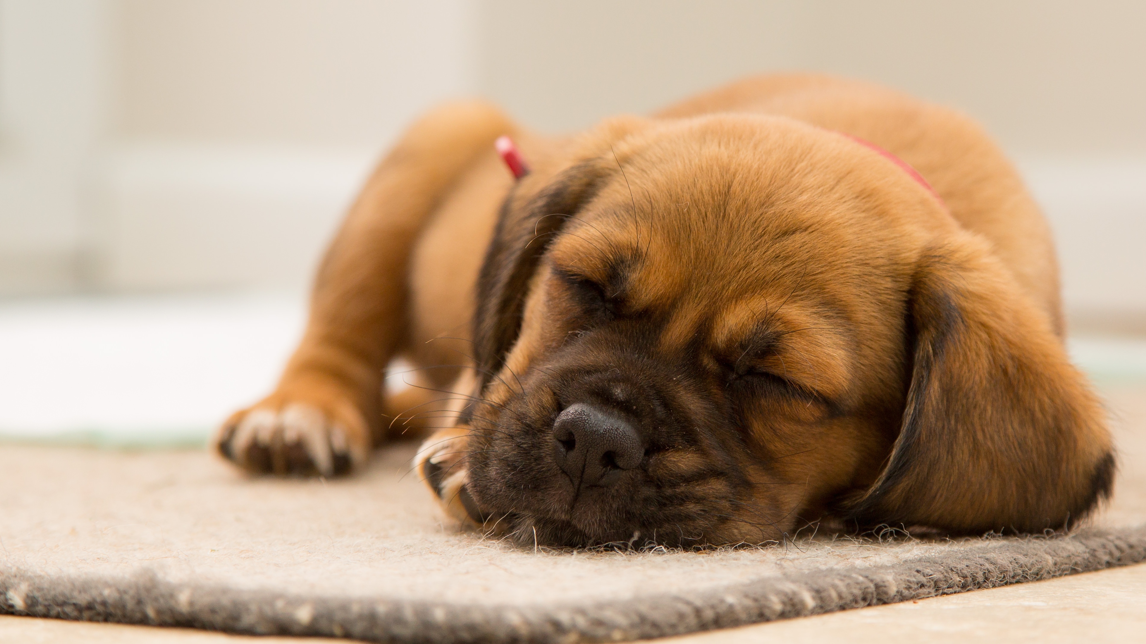 4K 萌宠 动物 汪星人 狗