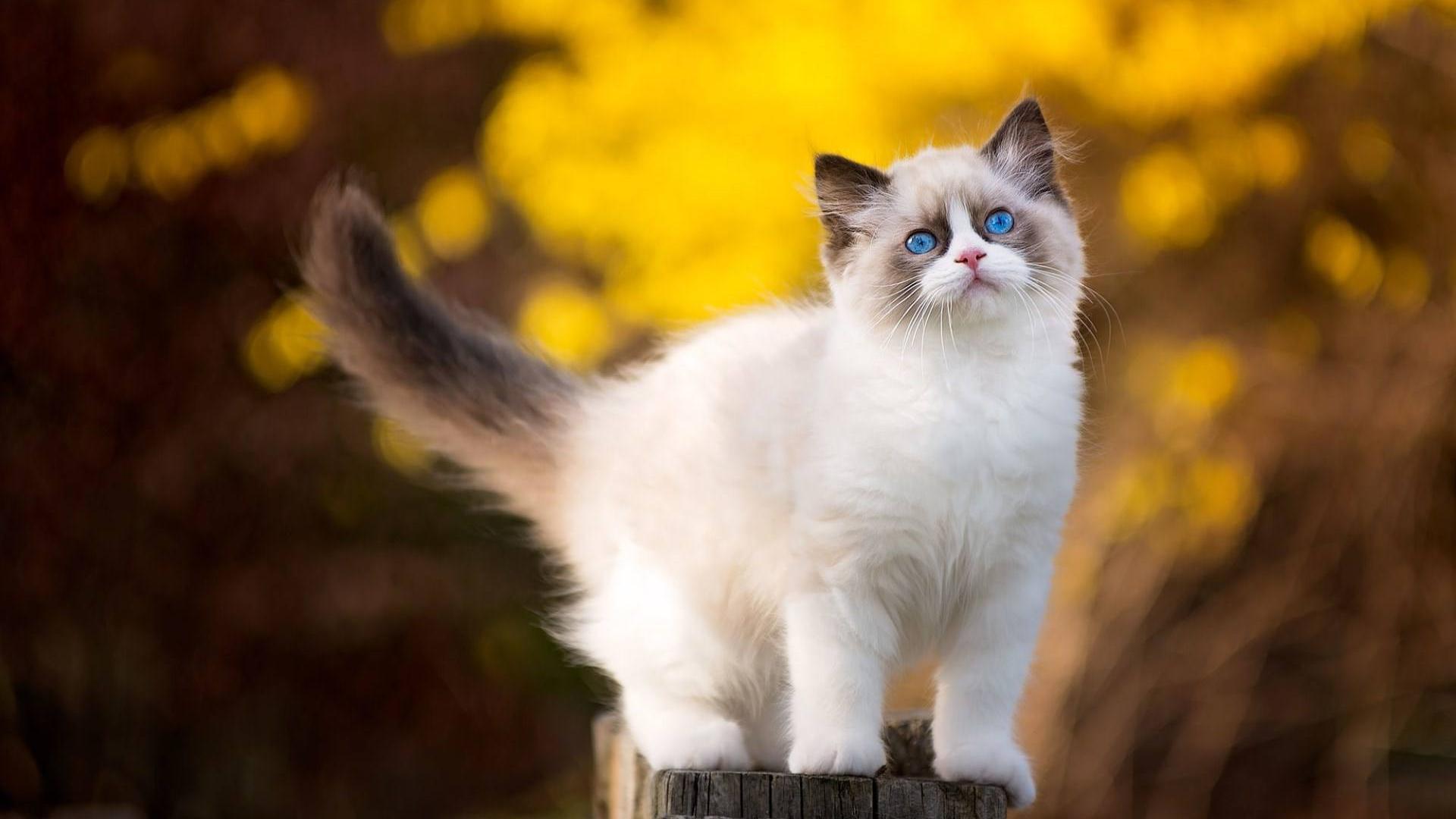 萌宠 动物 喵星人 猫