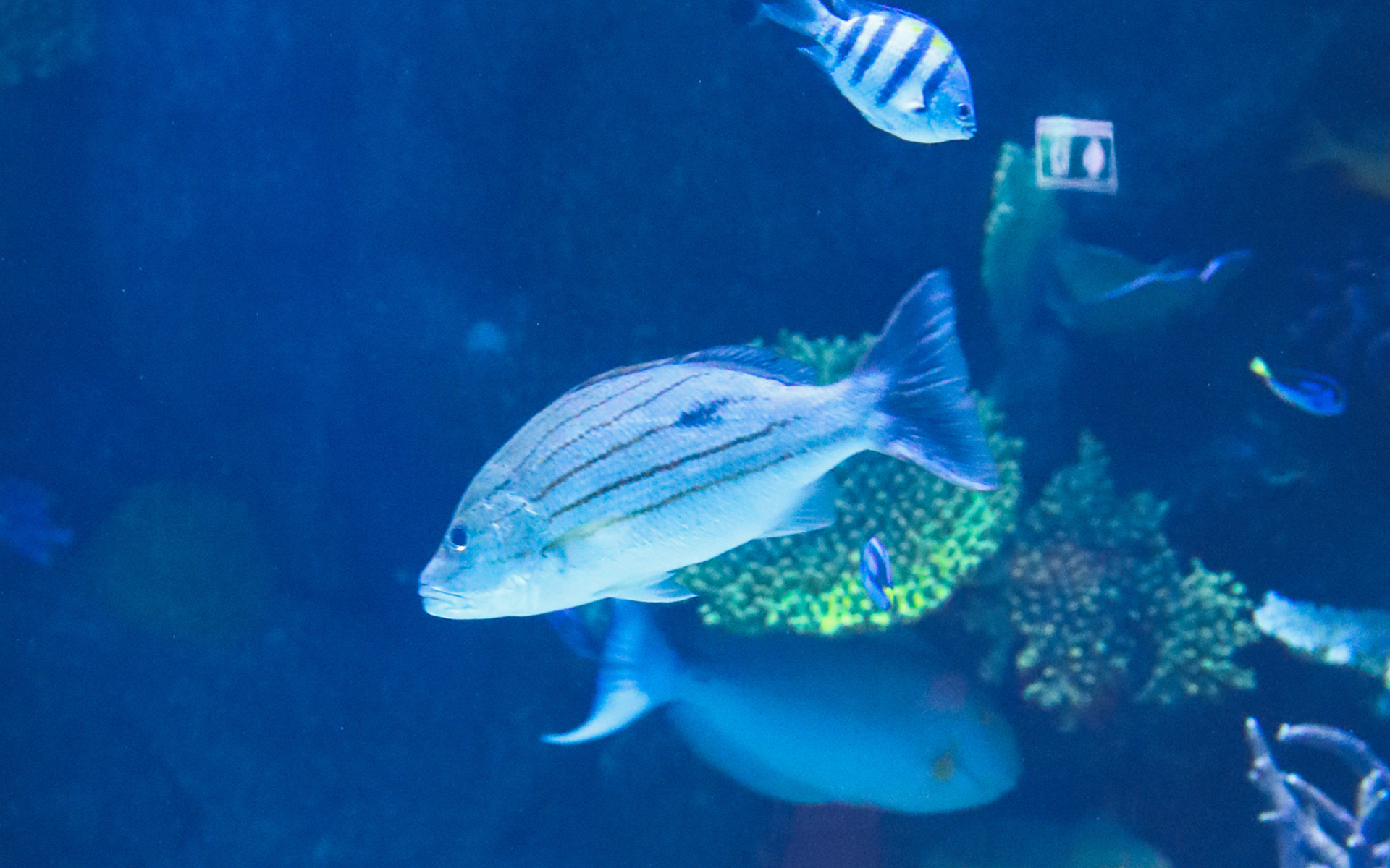 动物 海底世界 水族馆