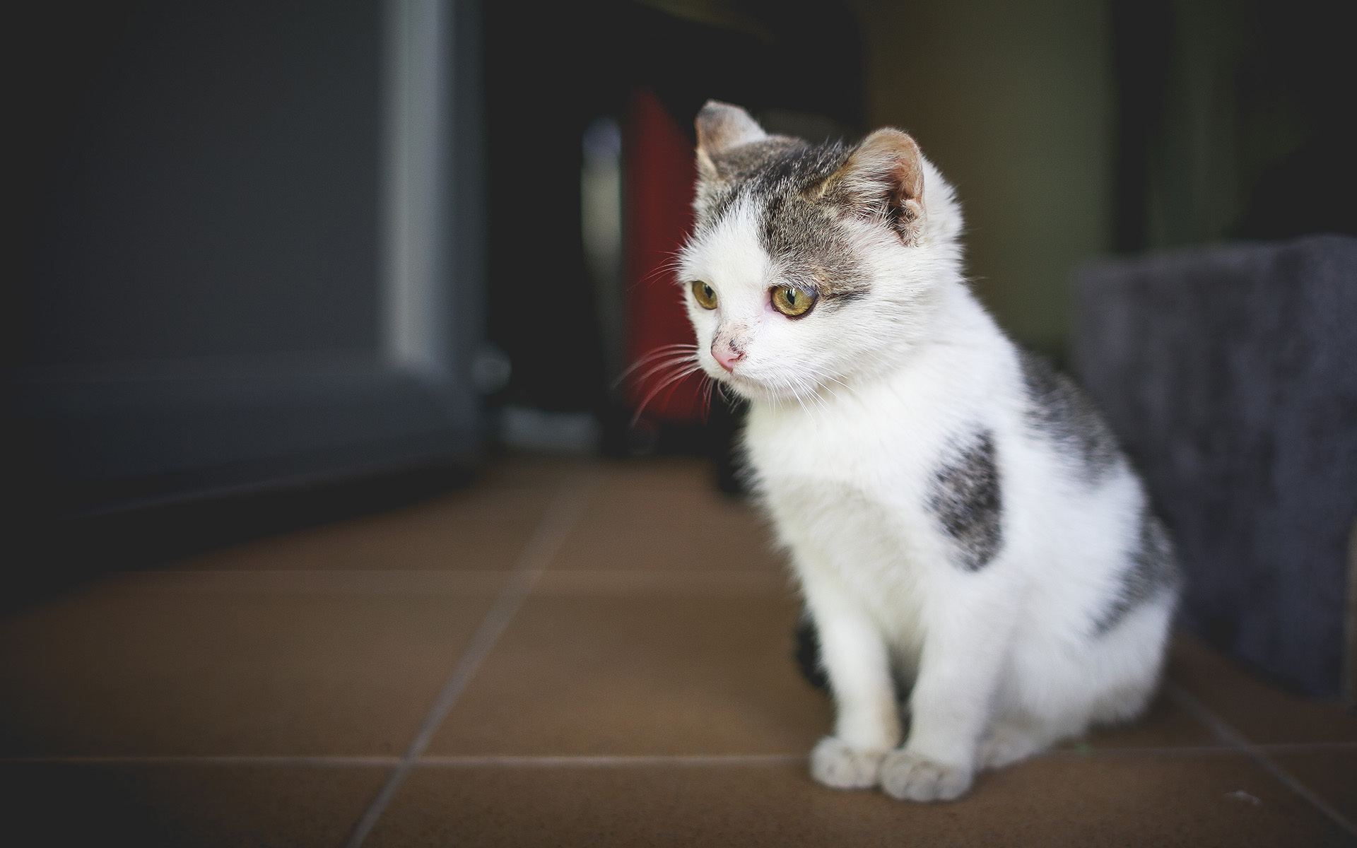 喵星人  萌宠小喵咪  呆萌