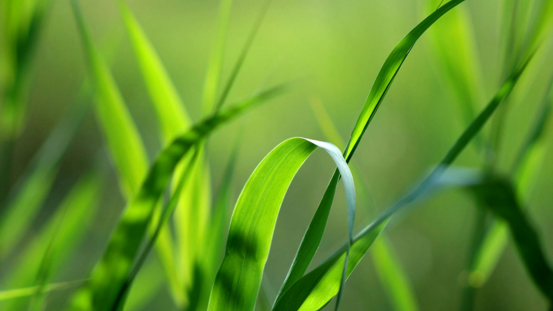 小清新 舒缓压力 绿植