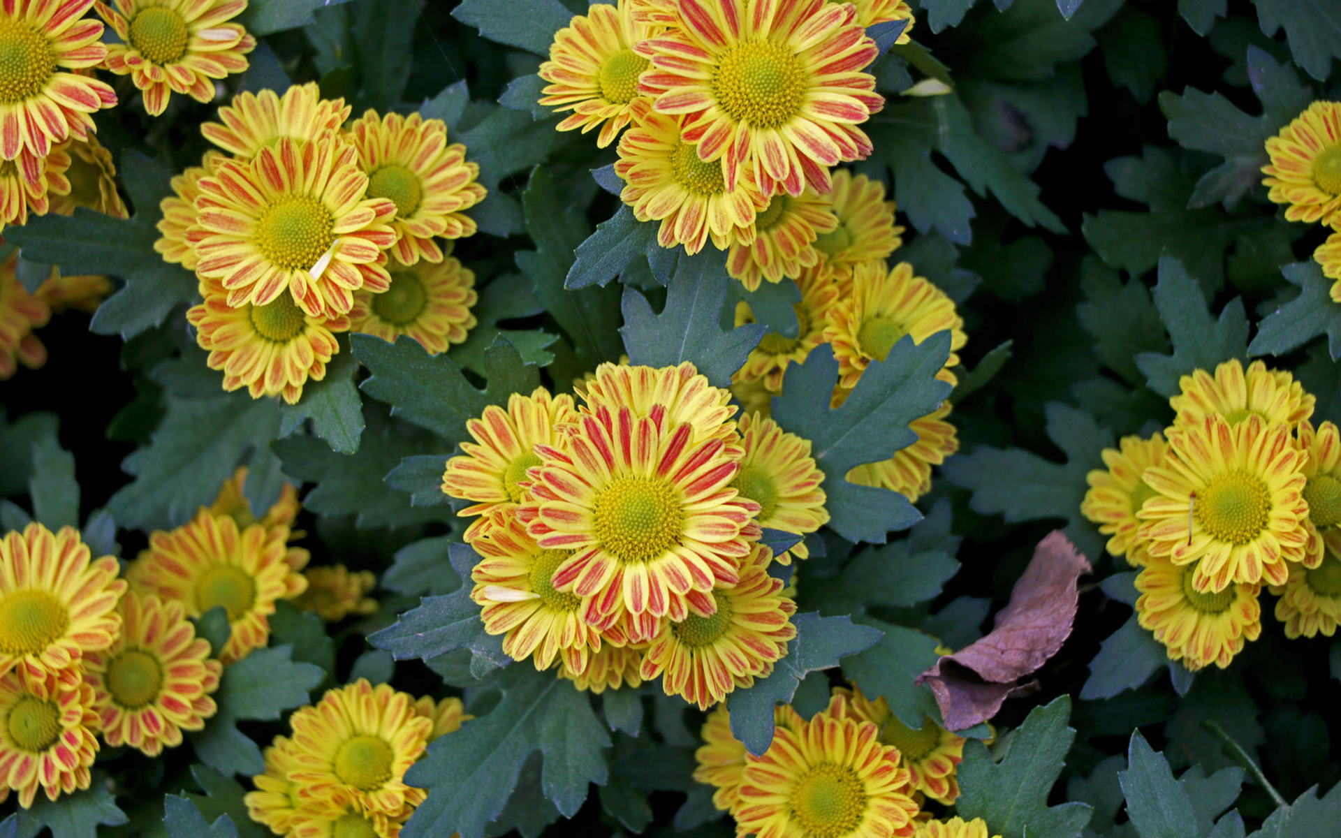 菊花 清新淡雅 植物