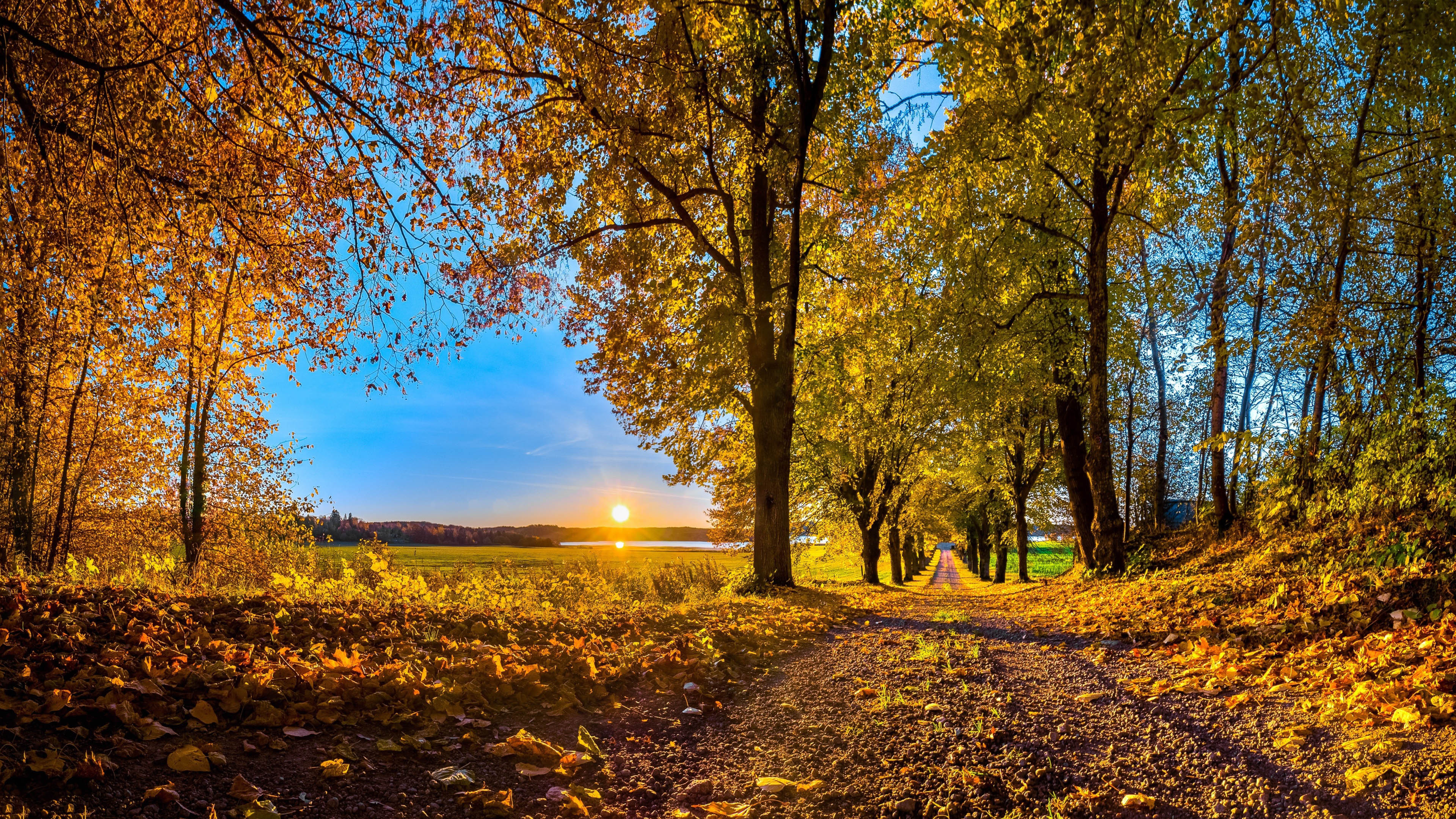 4K 树林 风景 夕阳 黄昏