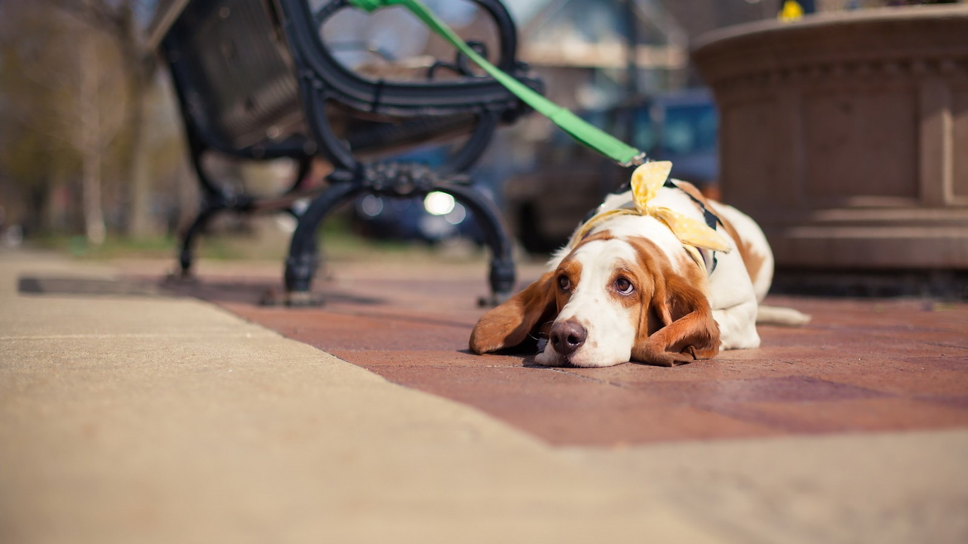汪星人  安静休息的狗狗