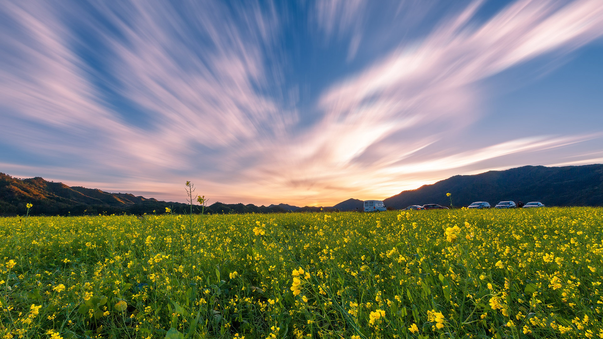 风景 自然风光 辽宁丹东 油菜花 田野