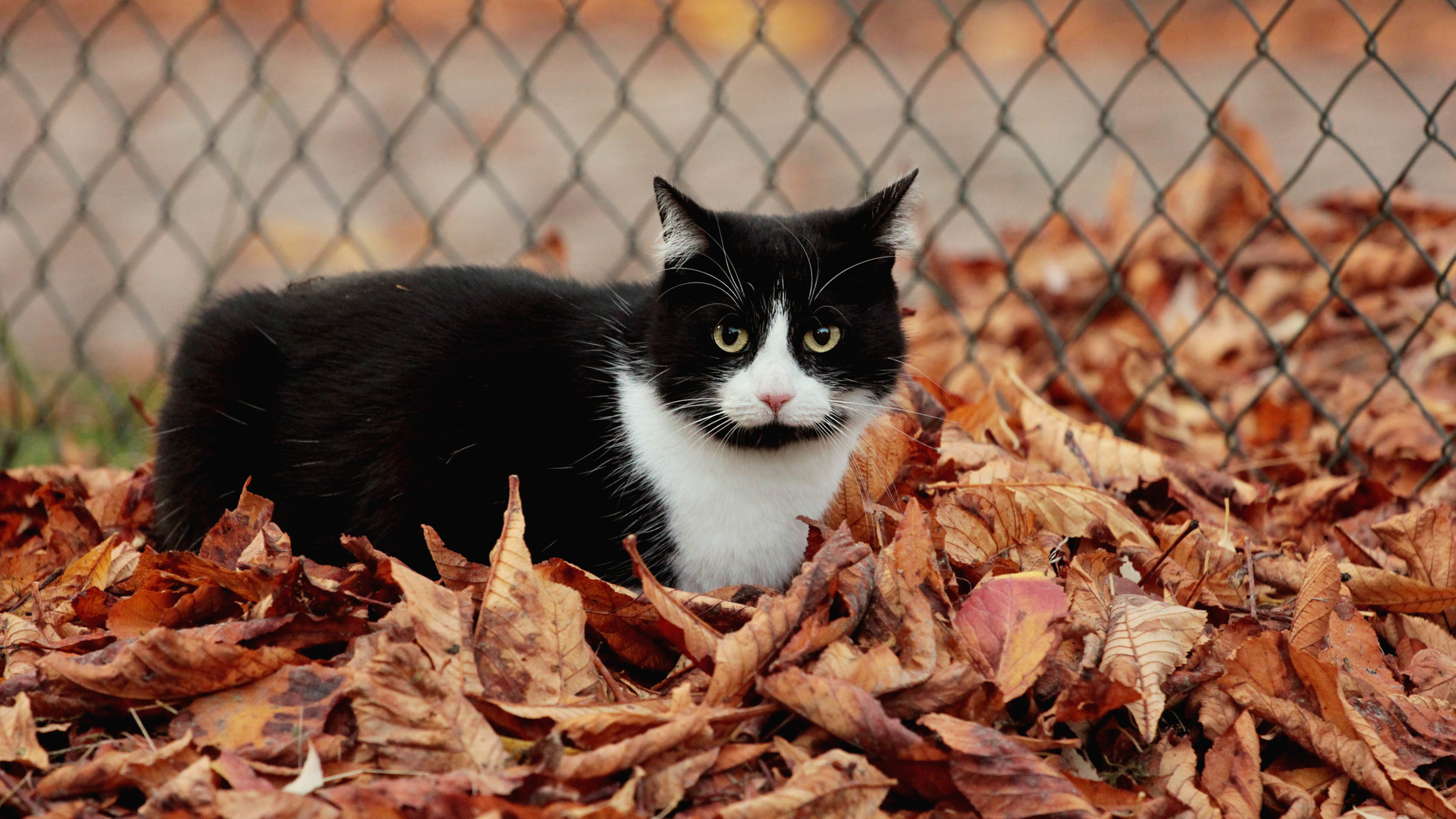 喵星人 猫 落叶