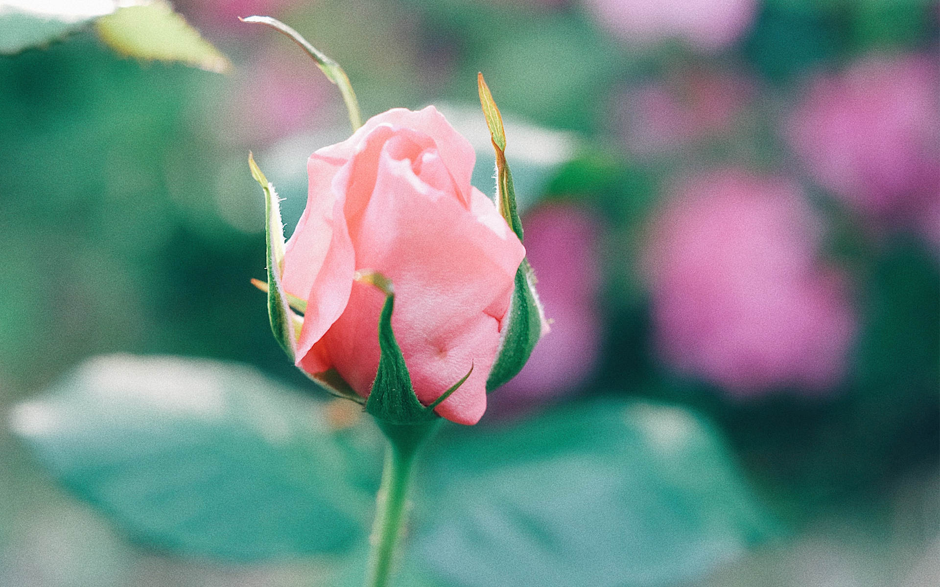 小清新 鸟语花香