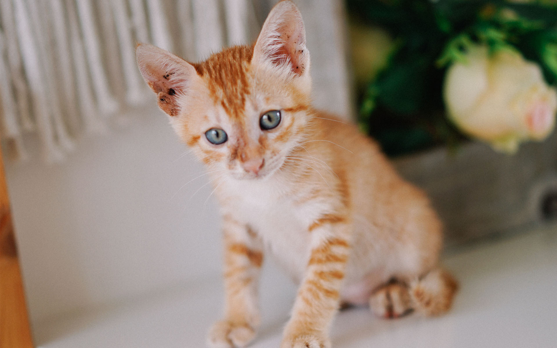 喵星人 可爱软萌小猫咪