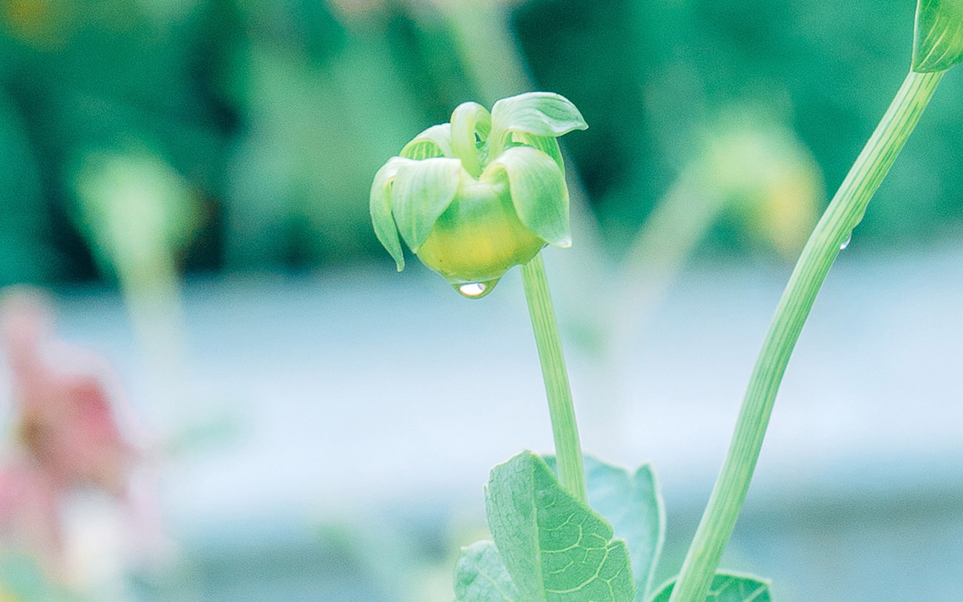 护眼壁纸  植物  绿色树叶
