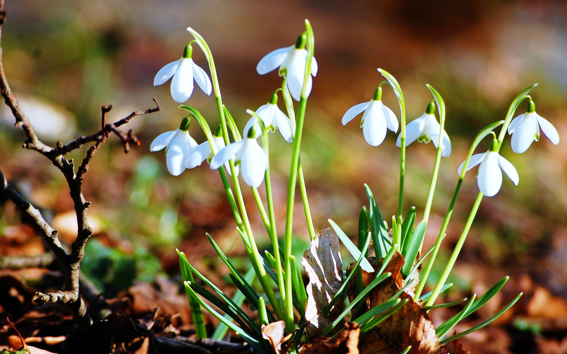 小清新 蓝色小花 简单 可爱 宽屏