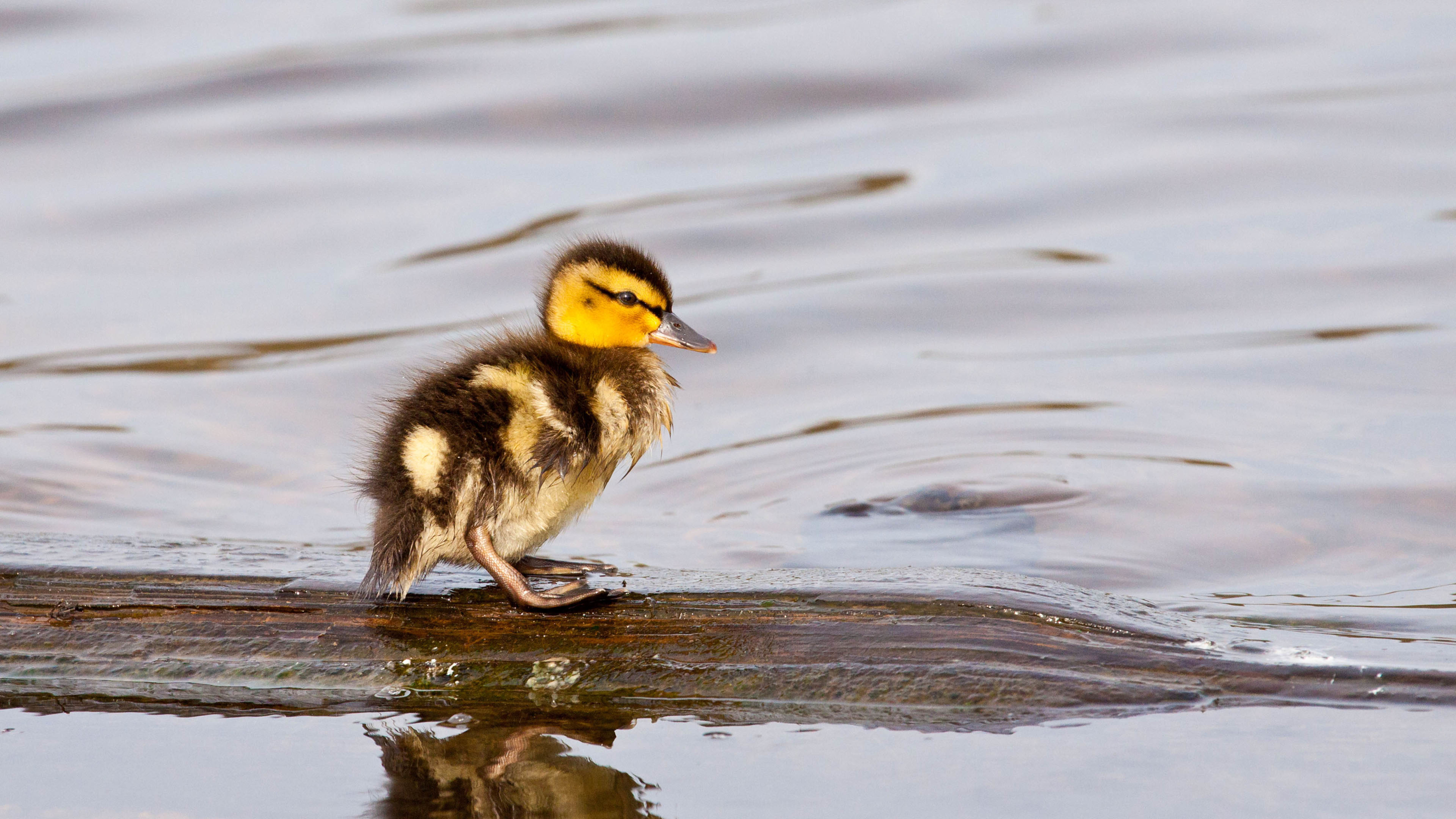 野生动物 小鸭子