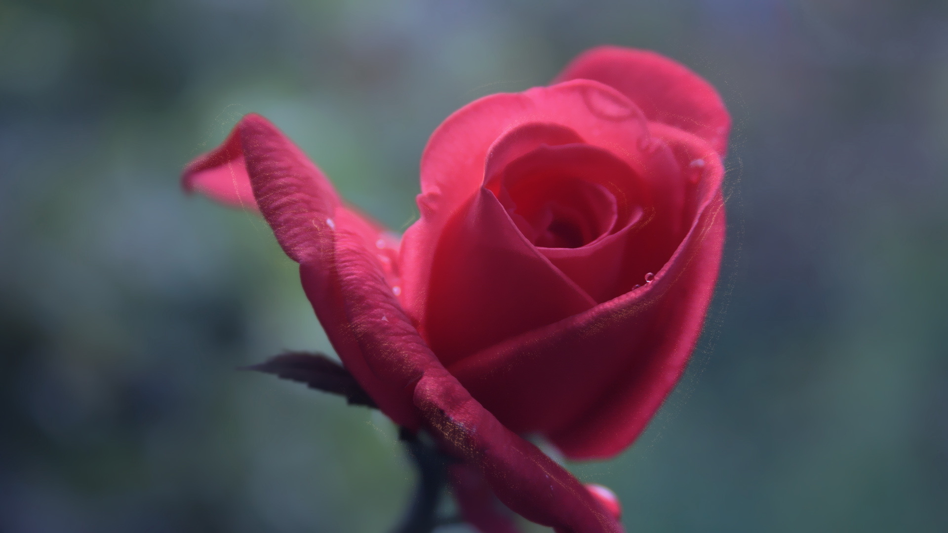 花卉 玫瑰 盛开