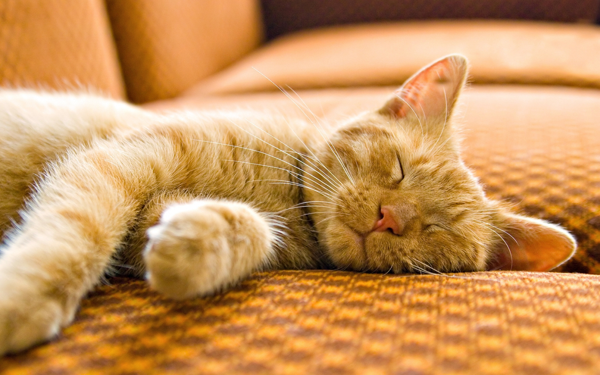 萌宠动物 喵星人 慵懒