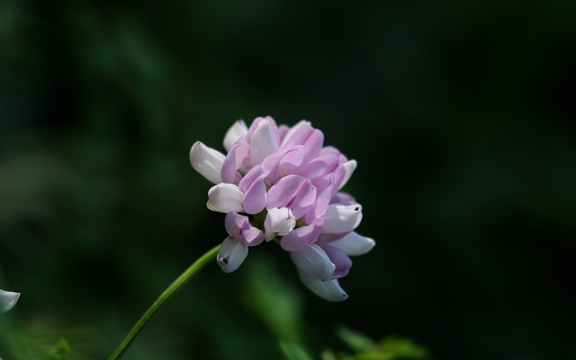 清新淡雅 紫色小花
