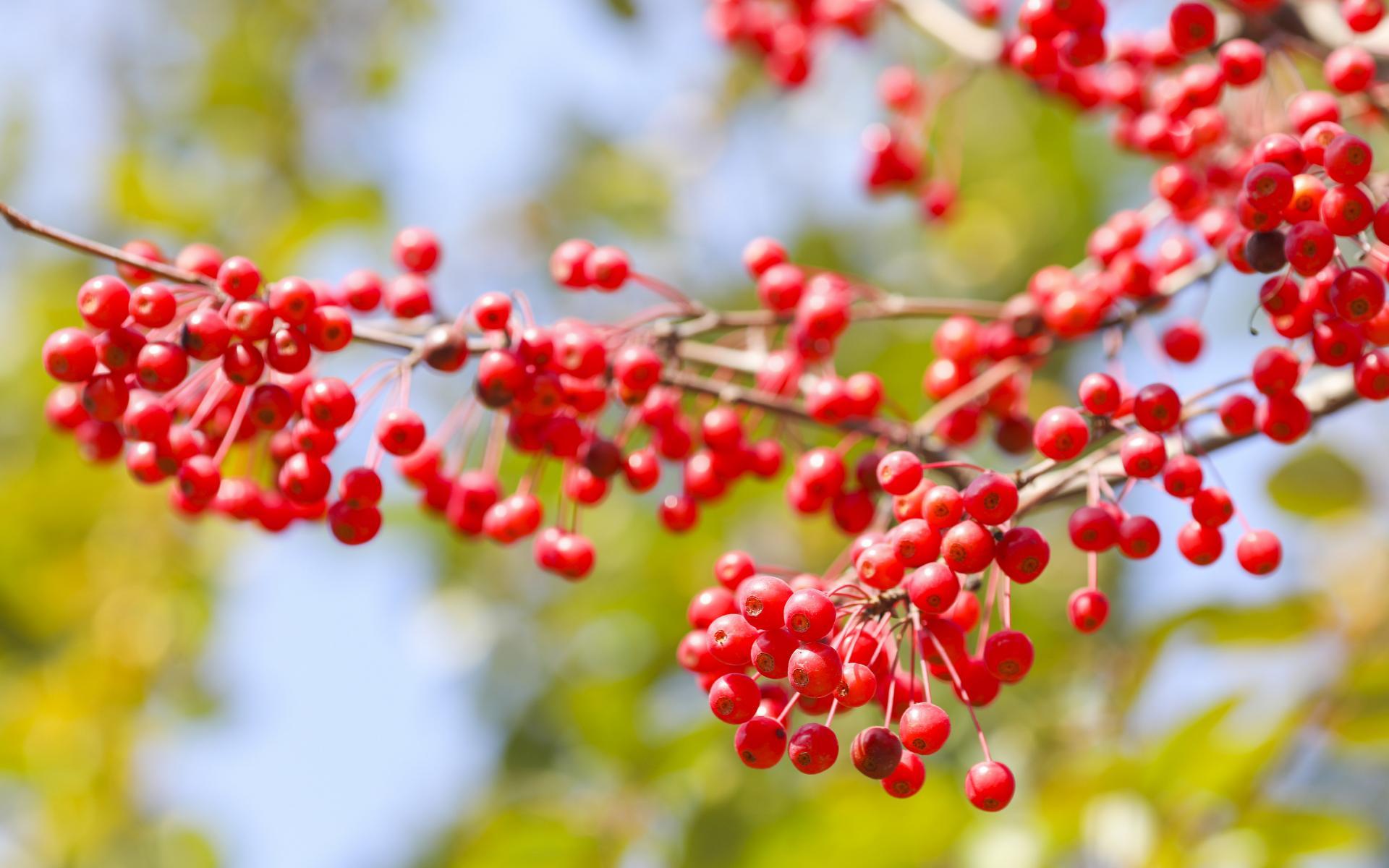 舒缓压力  可爱的相思豆