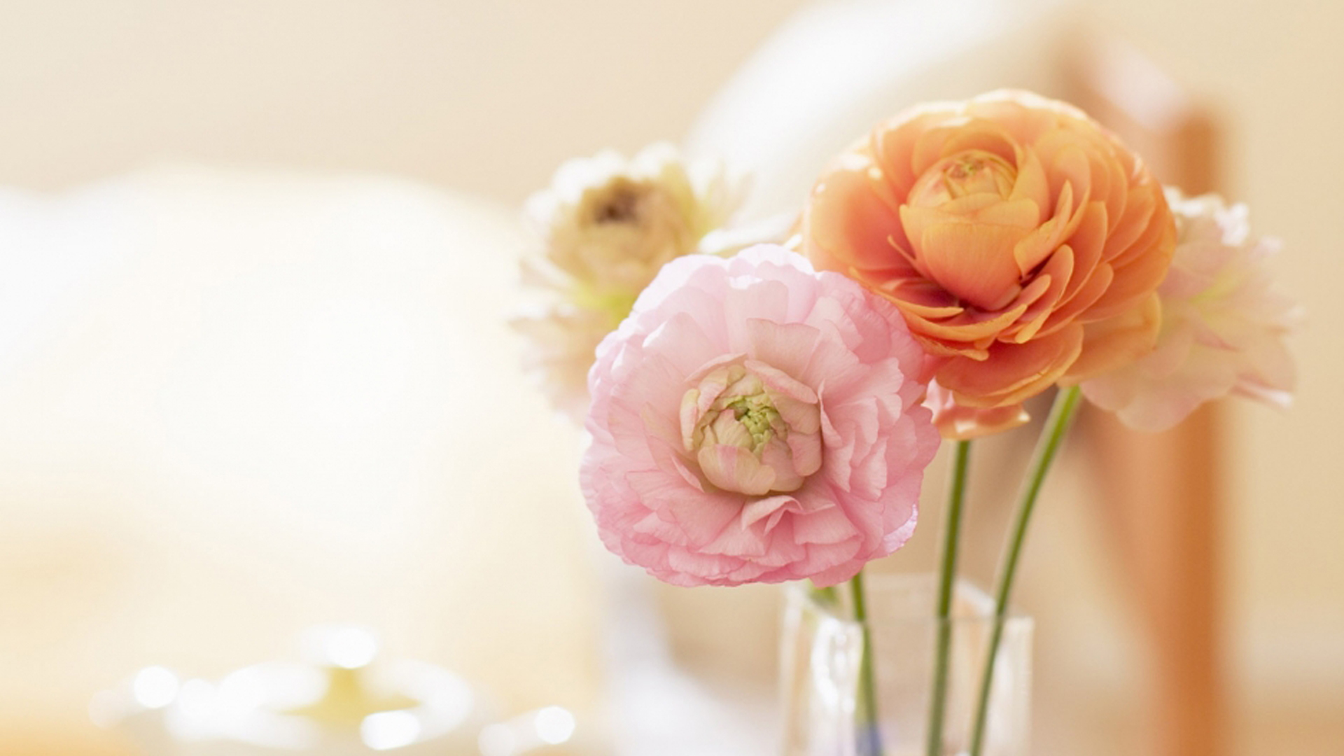 小清新 植物 花卉 日系