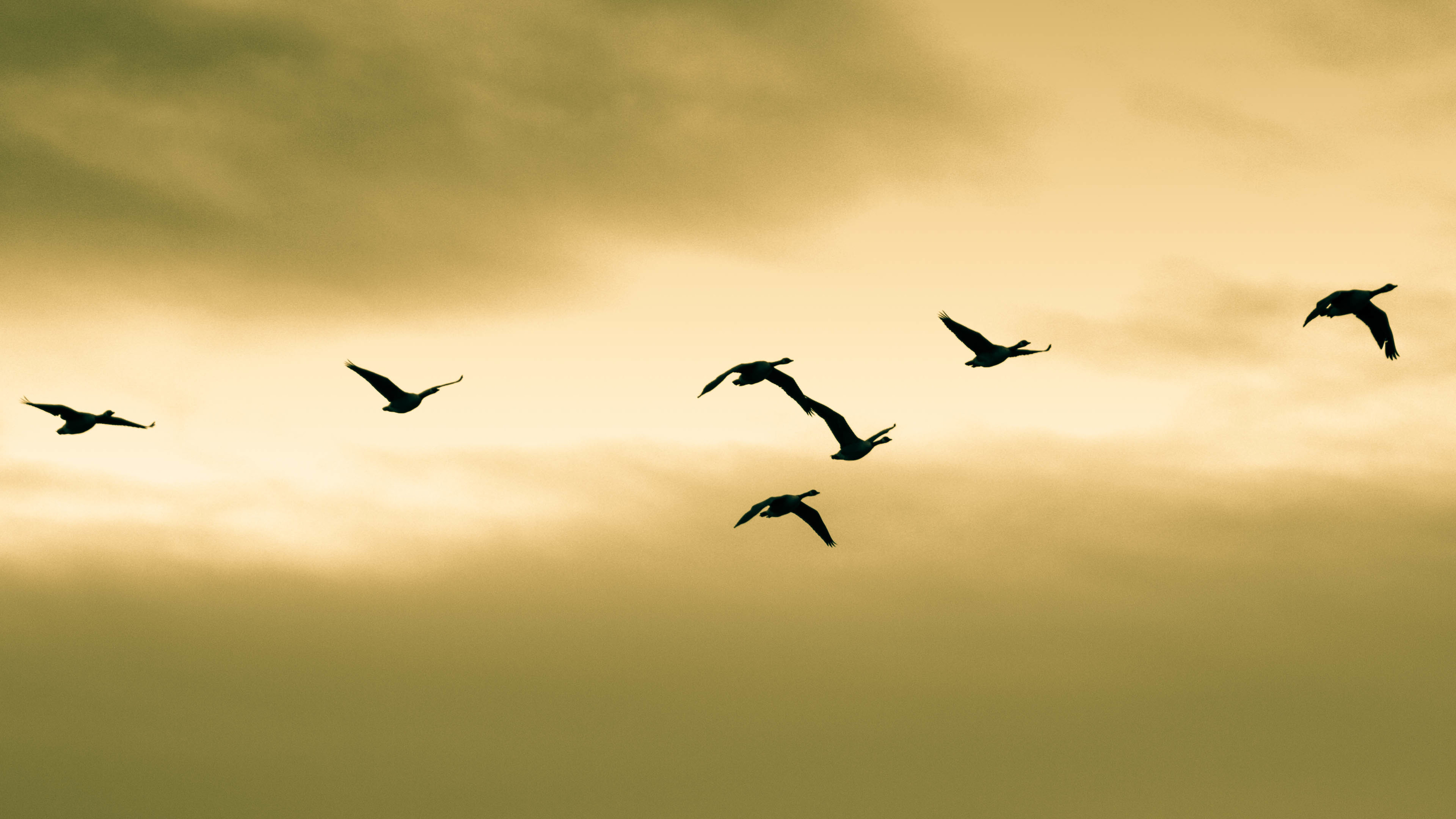 天鹅 飞翔 傍晚