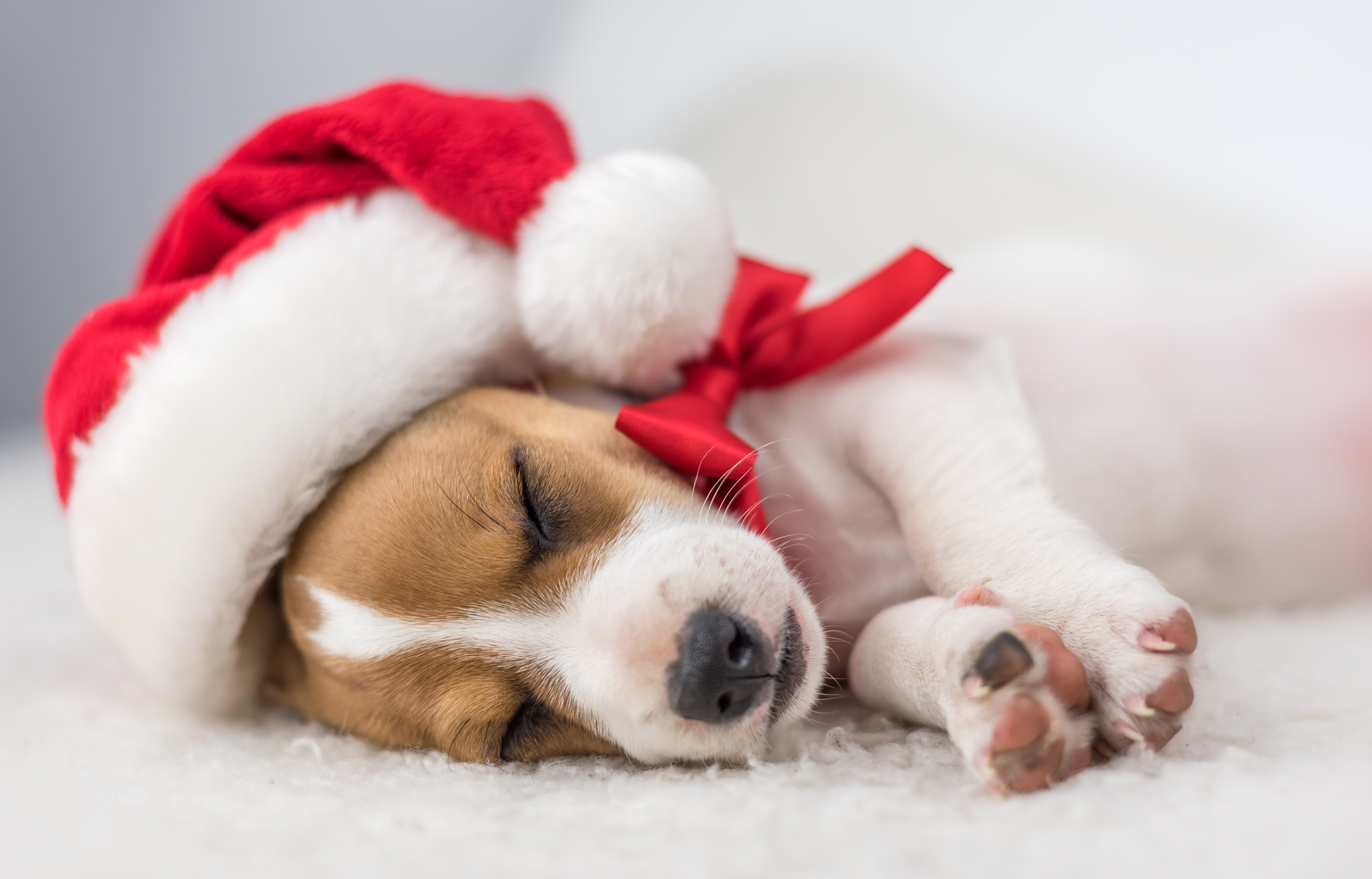 萌宠动物 汪星人 圣诞 狗