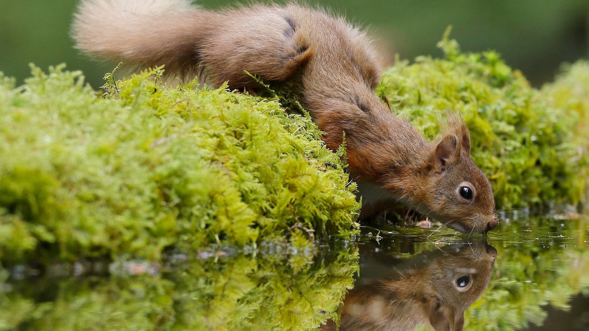 动物 萌物 松鼠
