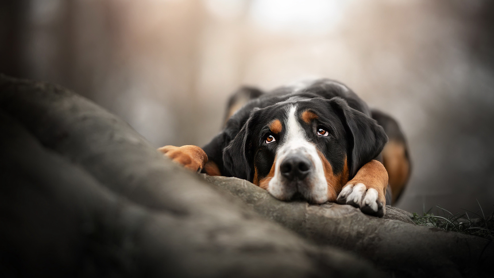 汪星人 害羞 狗