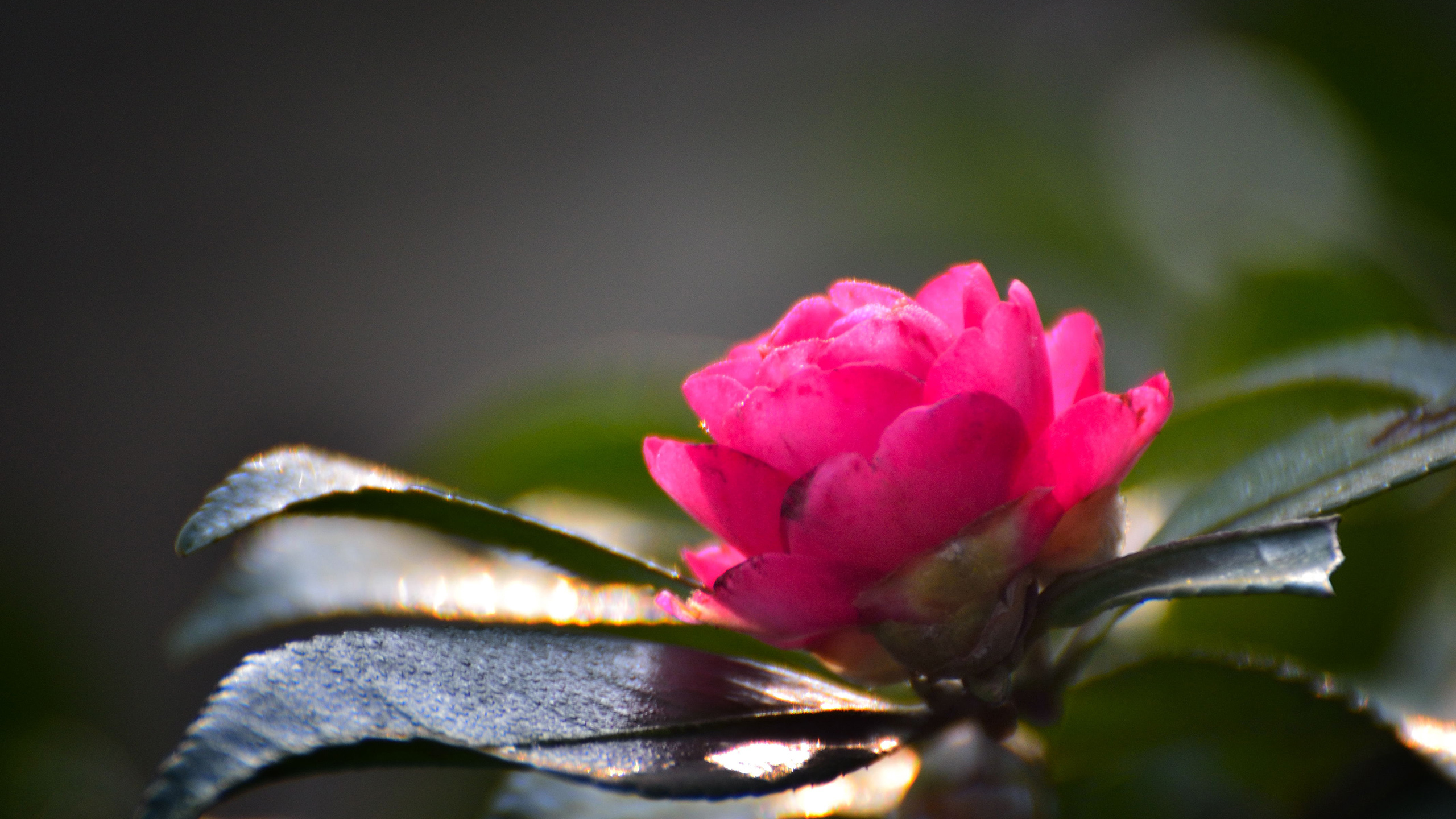 小清新 娇艳欲滴