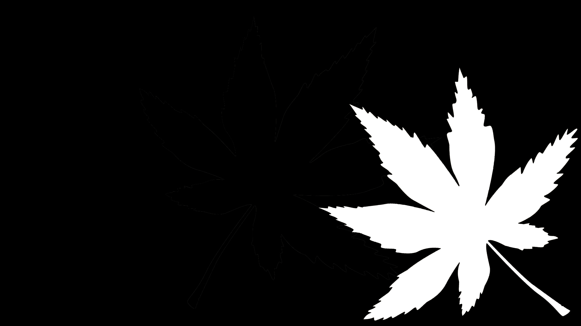 简约 枫叶 剪影