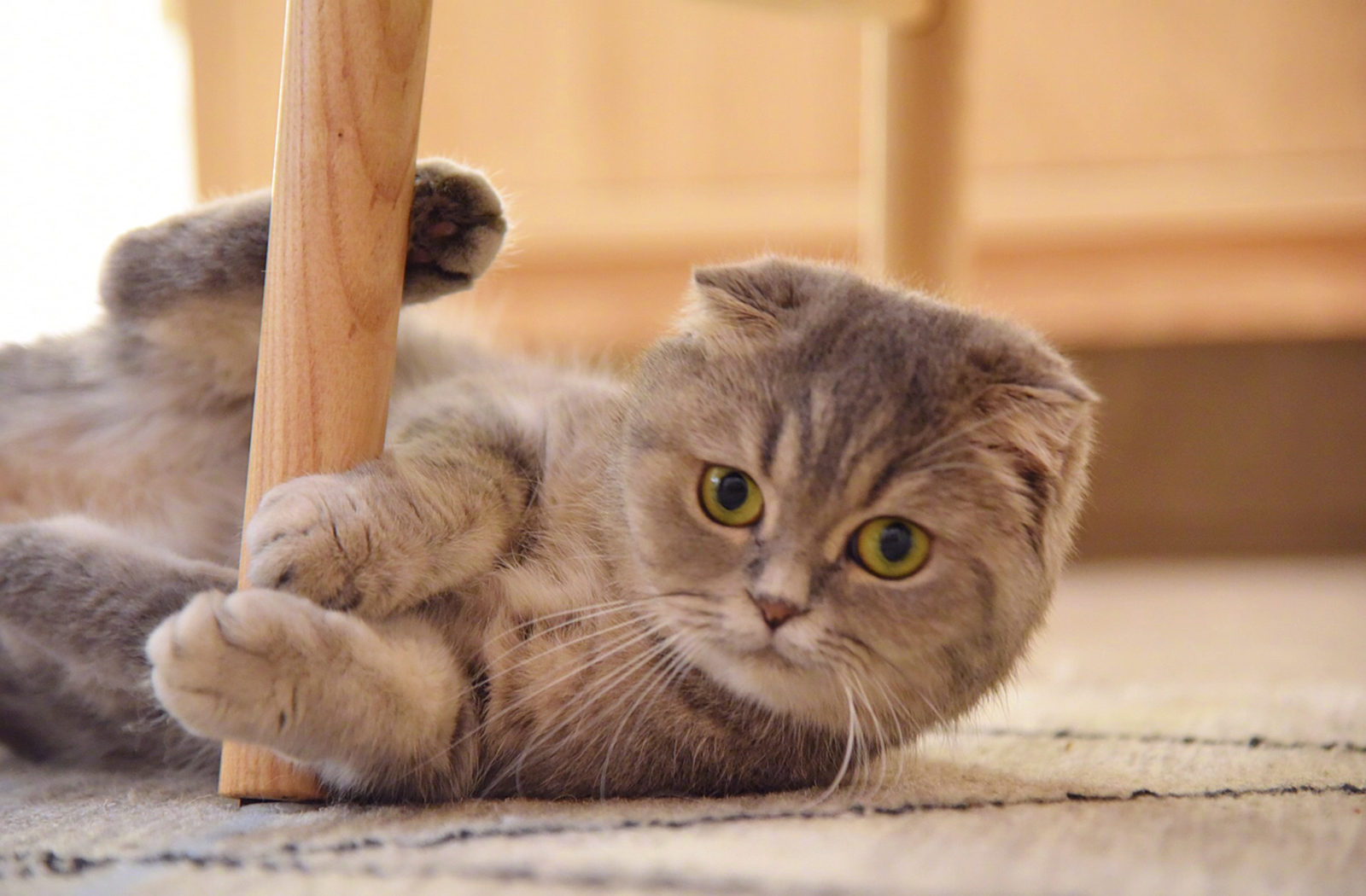 萌宠 动物 喵星人 猫