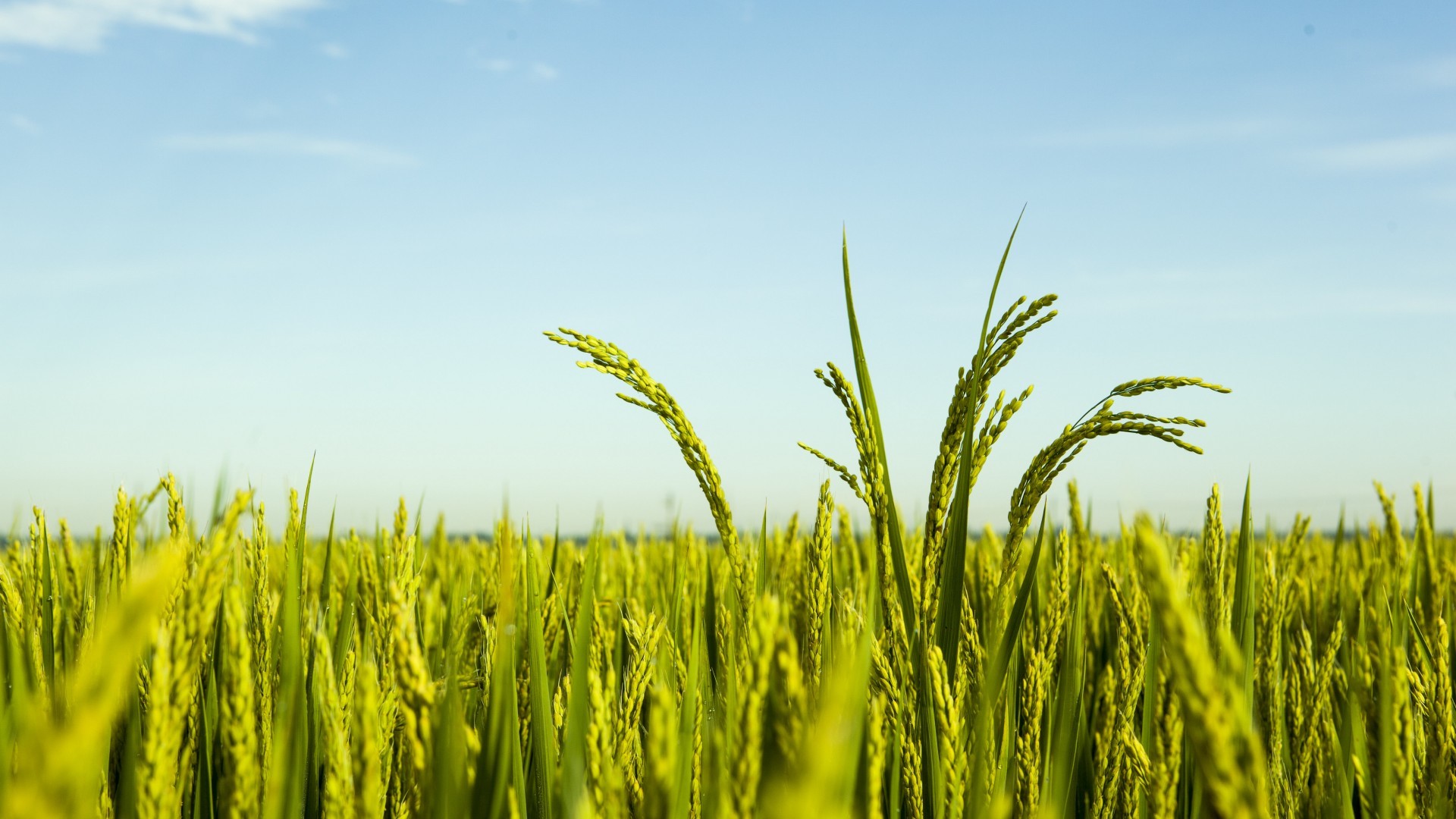 小清新 清新淡雅 水稻 唯美