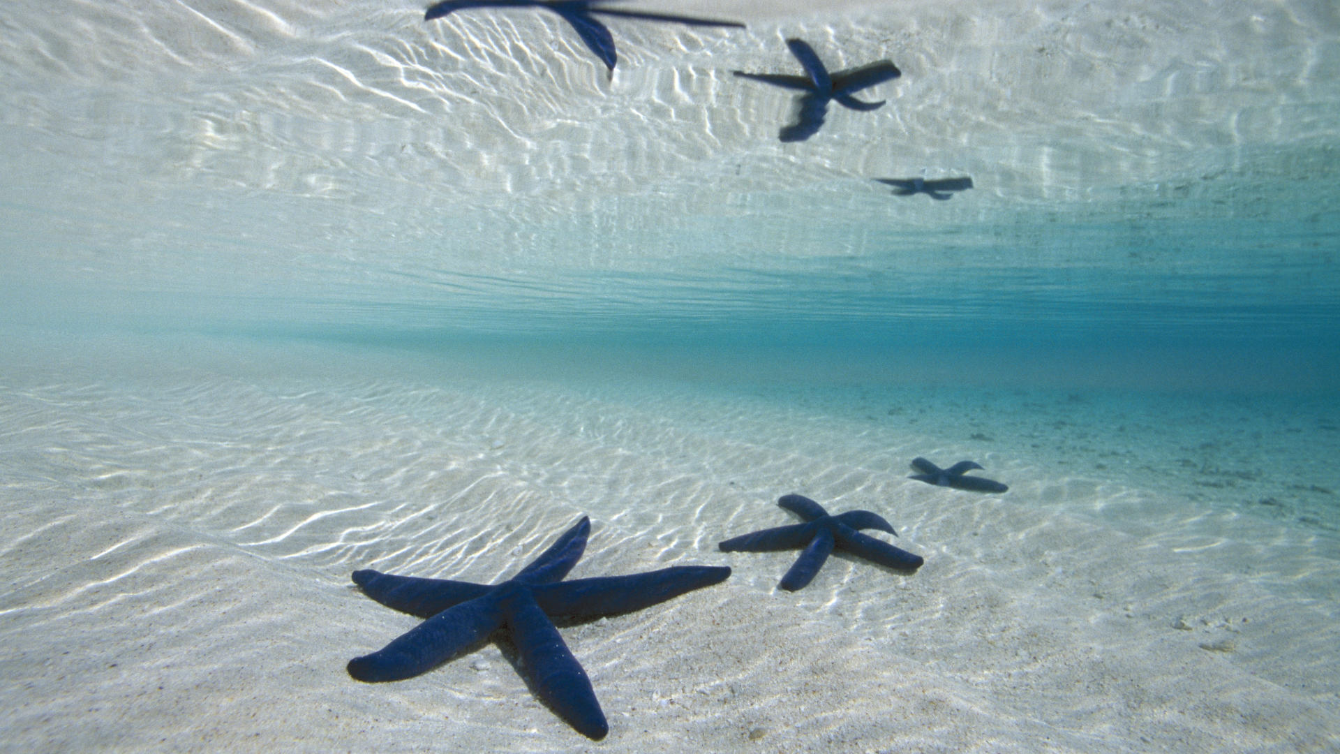 风景 大海 海洋 海底 海星