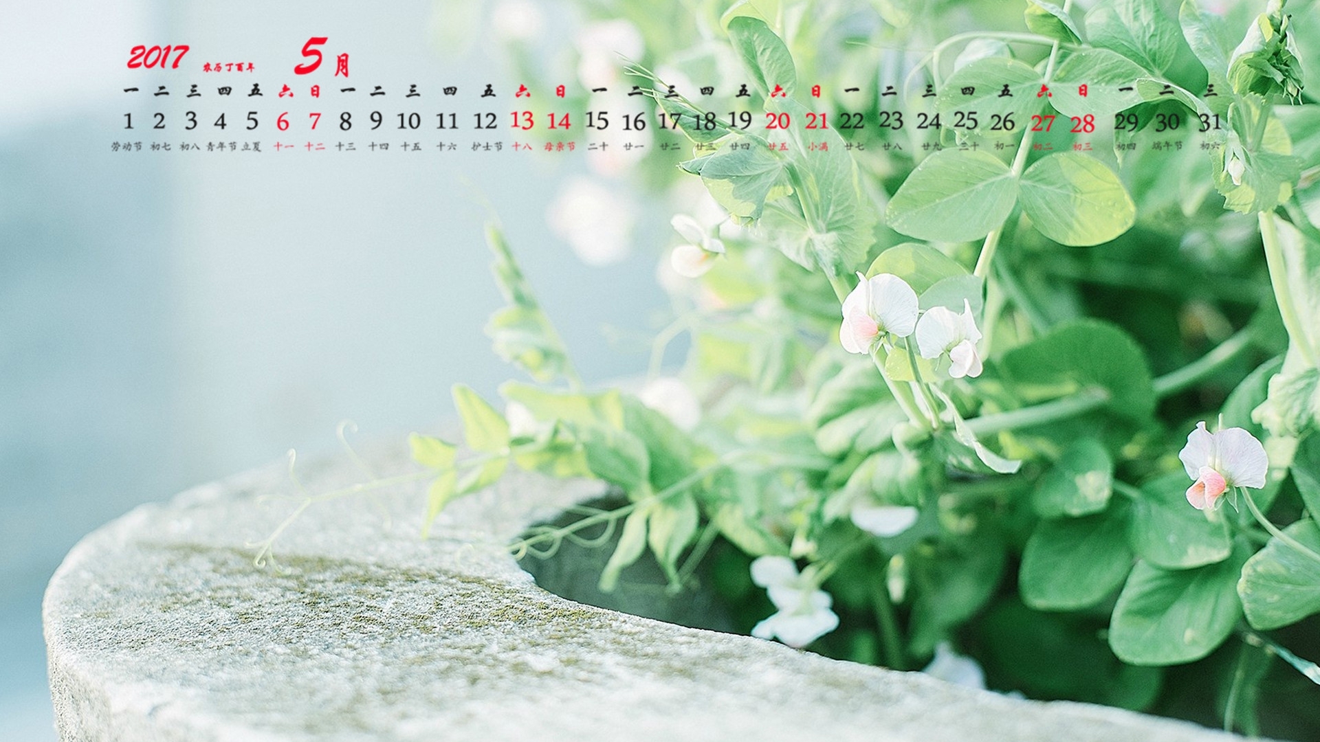 2017年5月 豌豆花 绿色植物