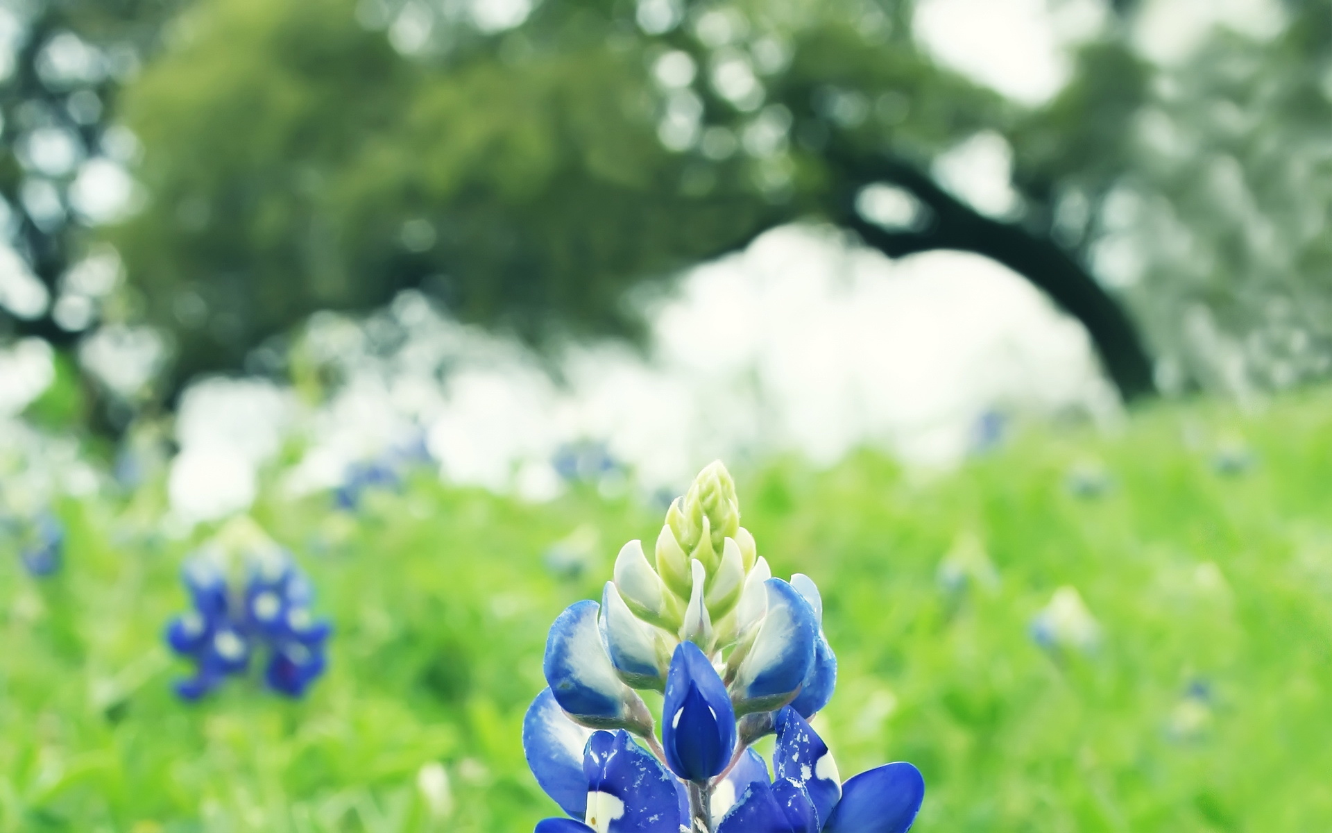 小清新 鸟语花香