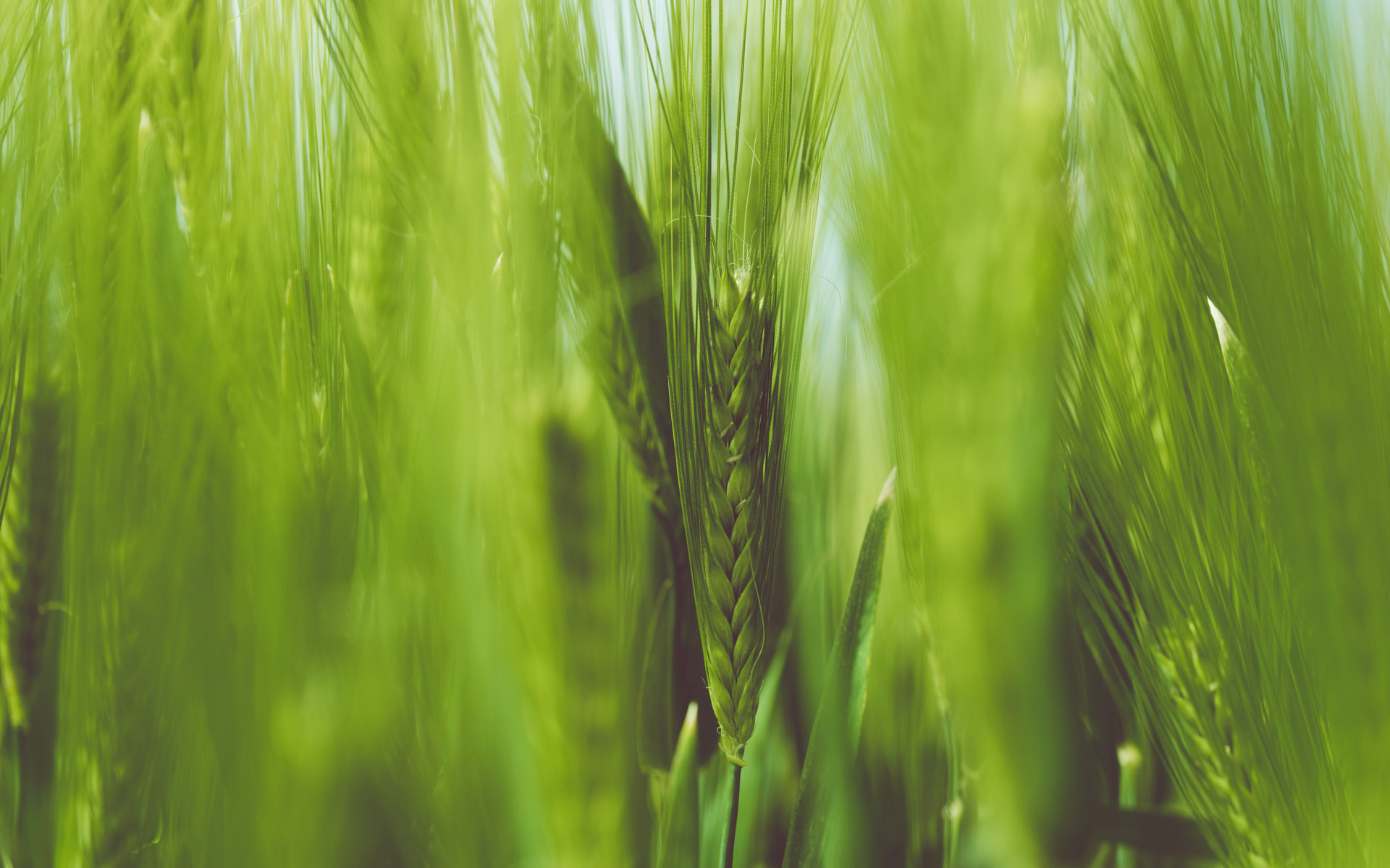 护眼壁纸  绿色 护眼  小麦