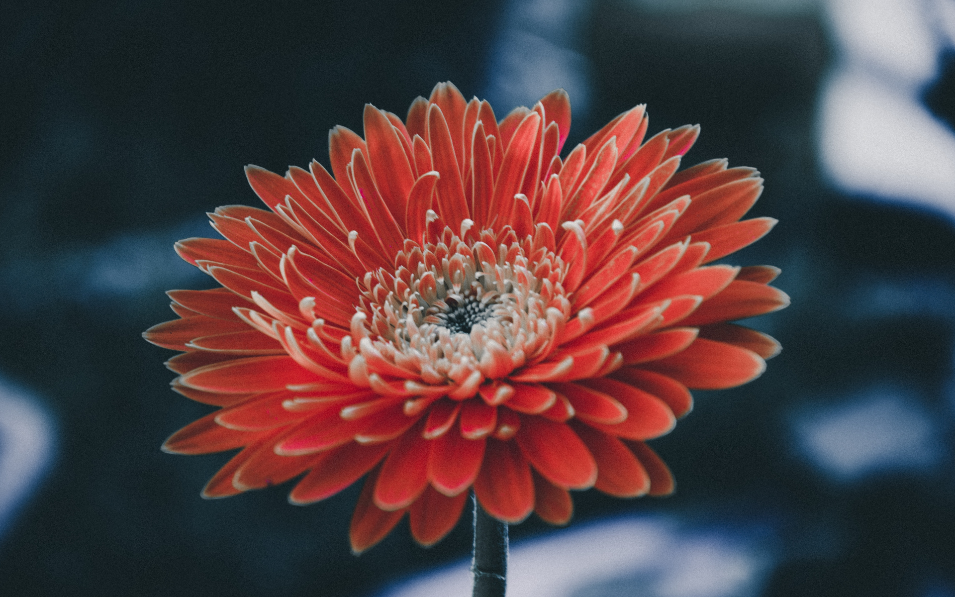 小清新 娇艳欲滴