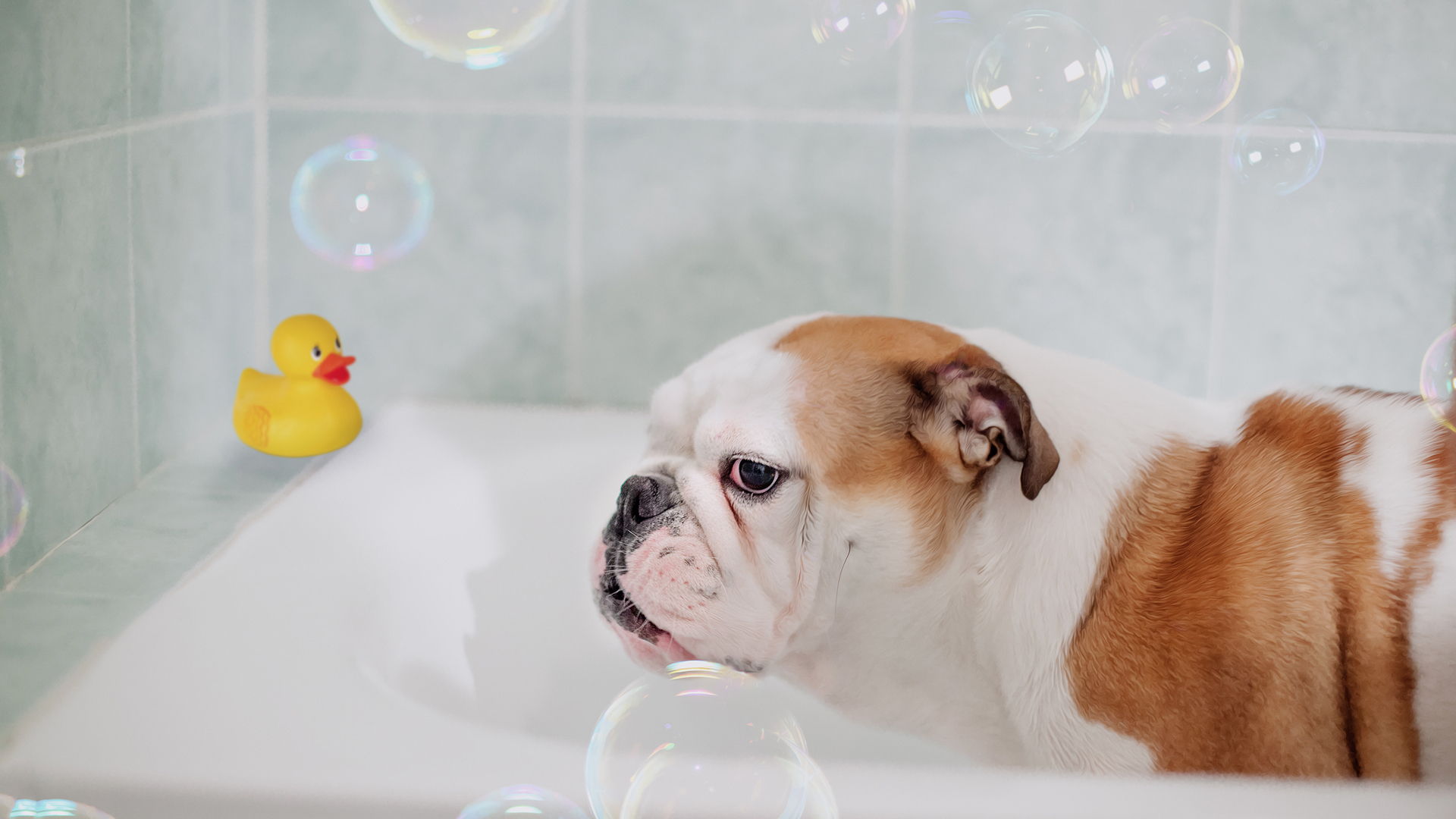 萌宠动物 汪星人