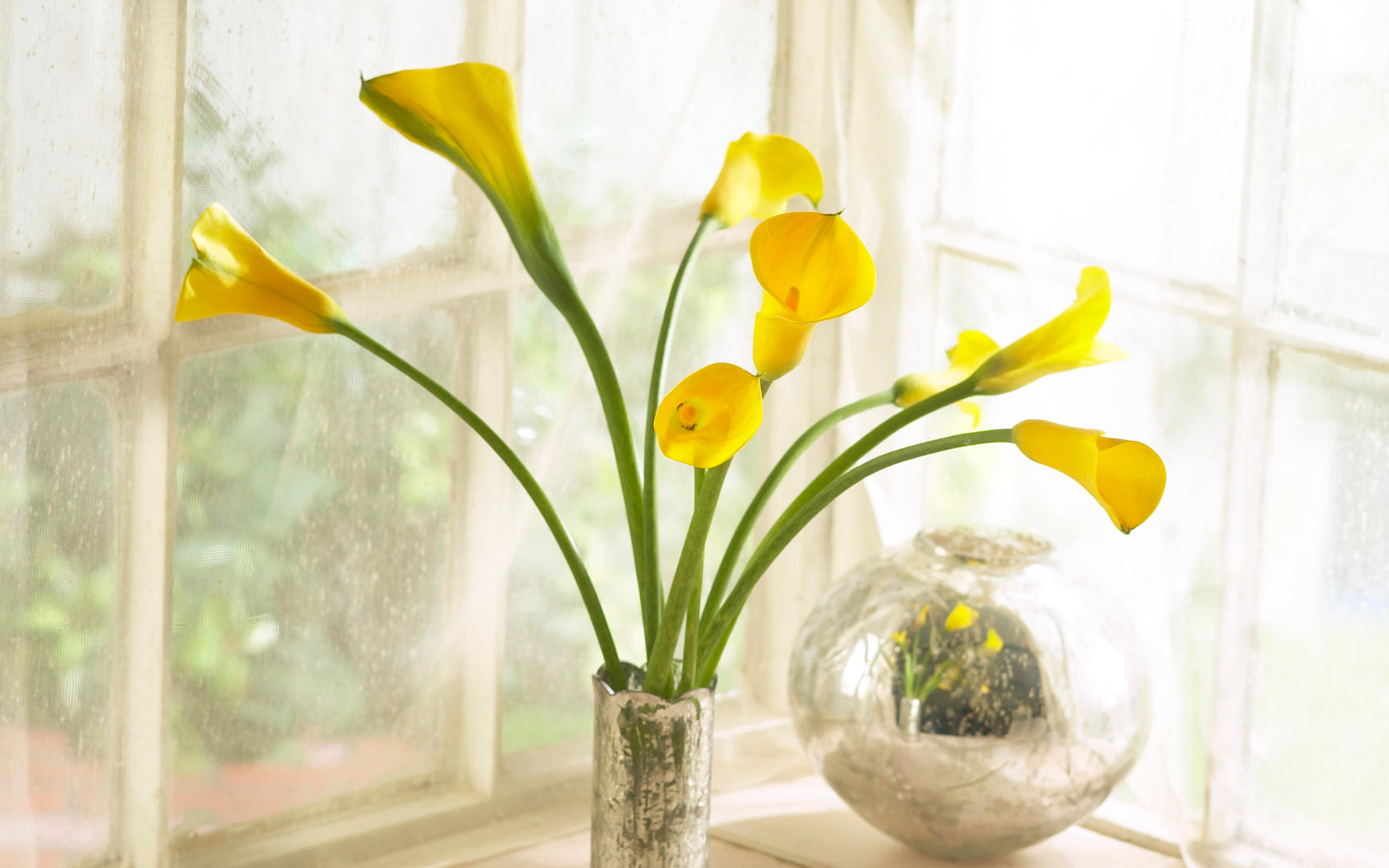 小清新 马蹄莲 可爱 宽屏