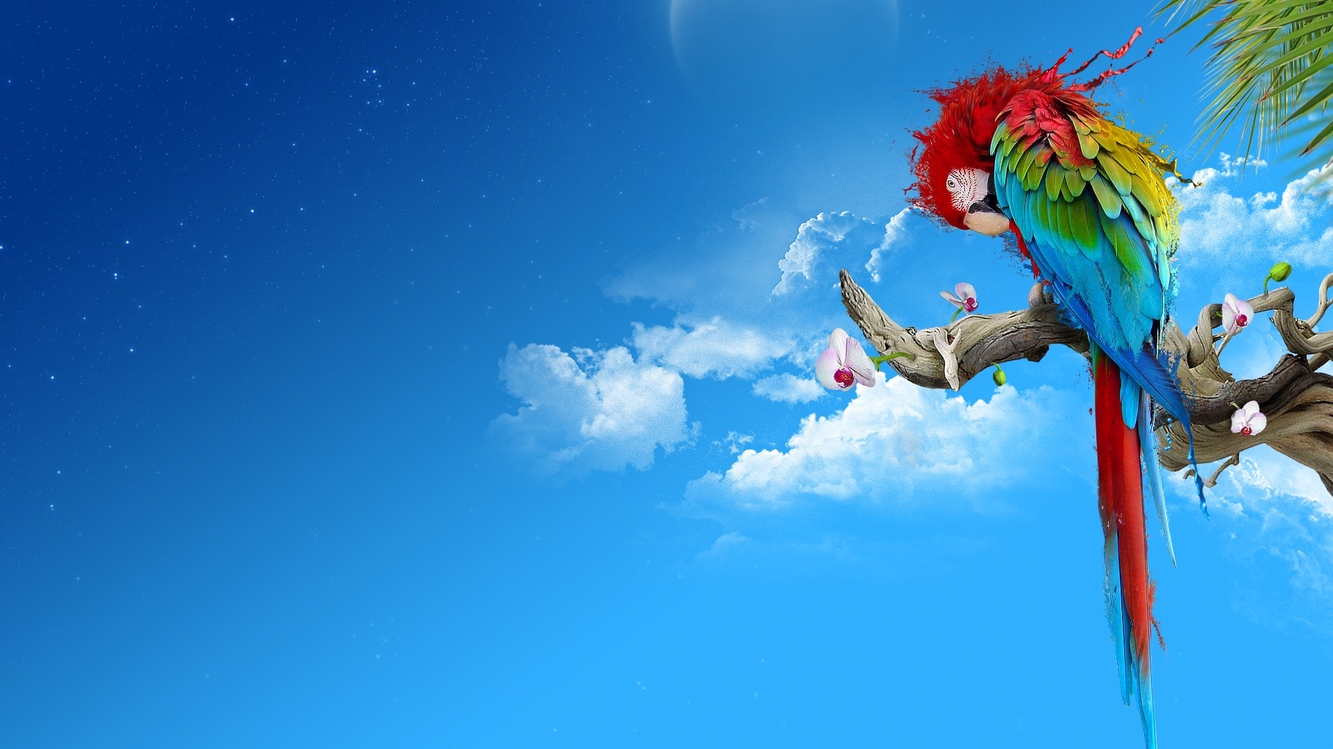 小鸟天地 金刚鹦鹉