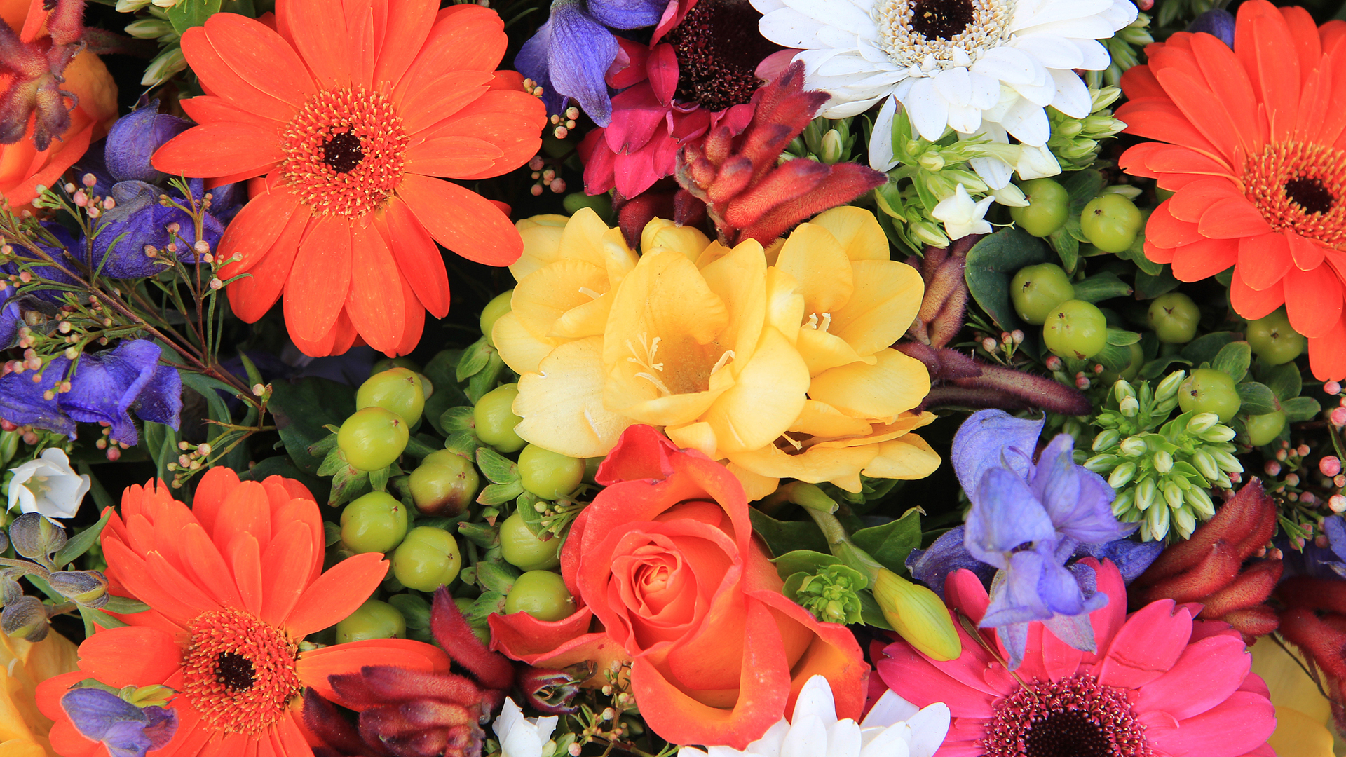 小清新 娇艳欲滴 花