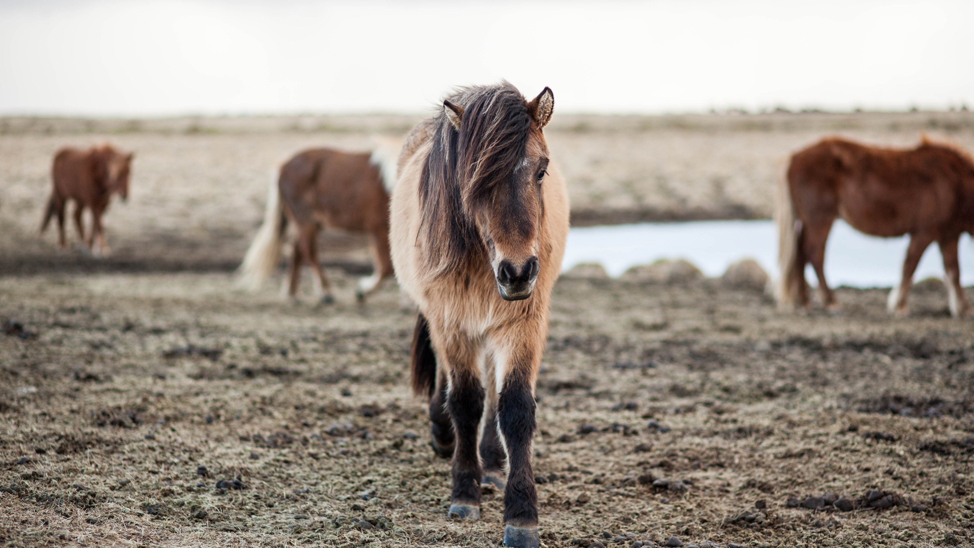 动物 野生动物 野马
