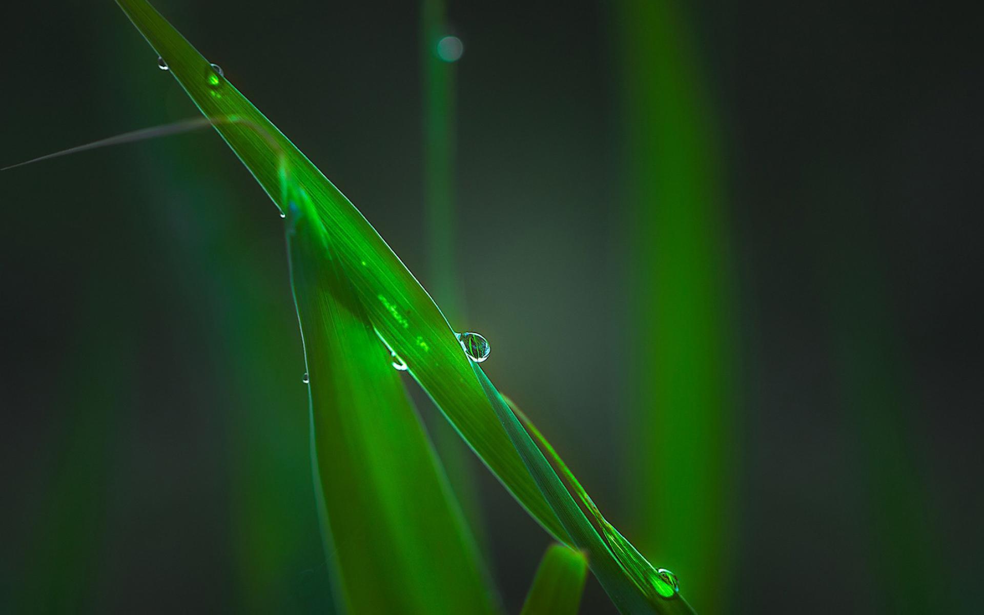 护眼壁纸 绿色植物 水珠