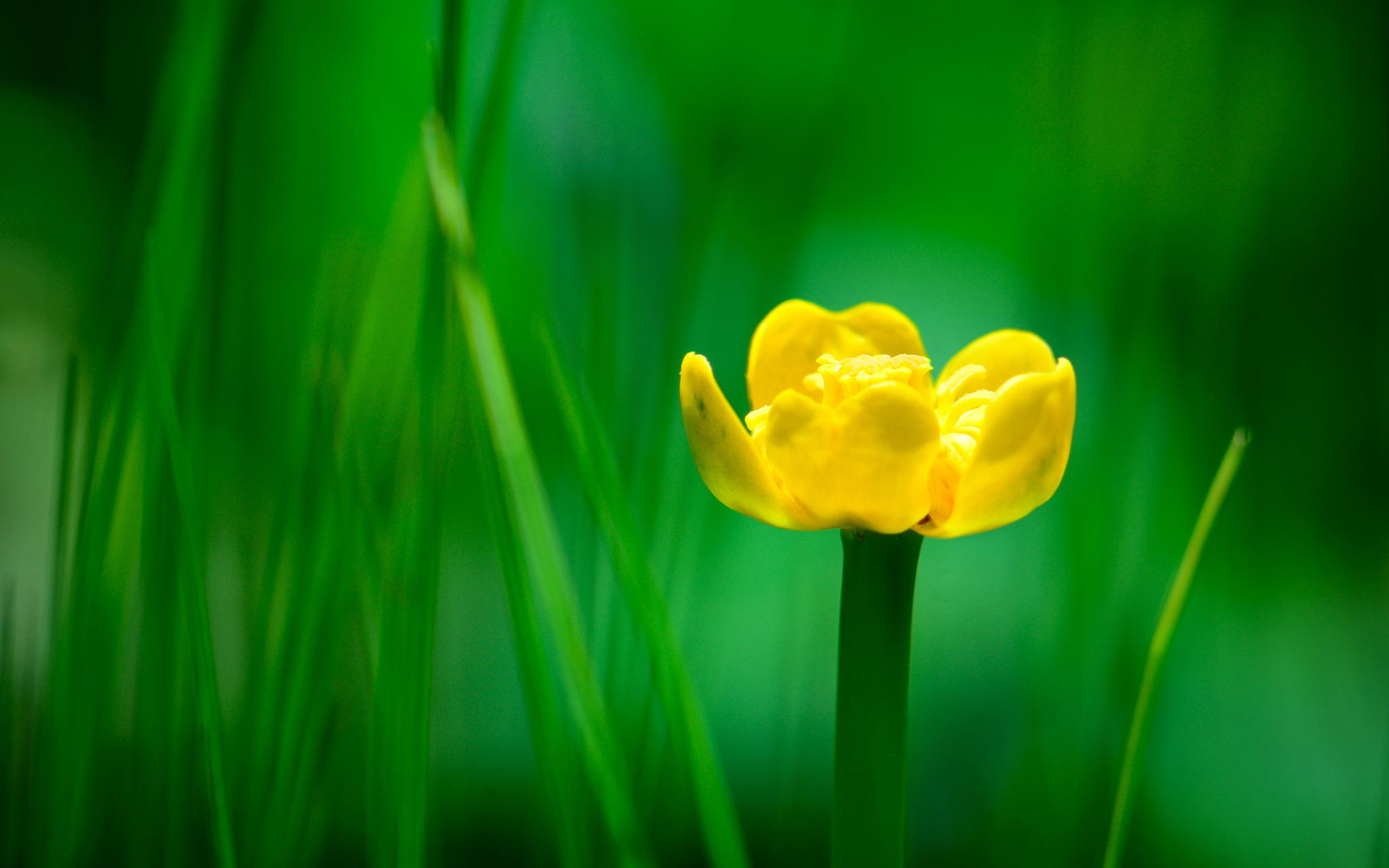 清新淡雅 小黄花