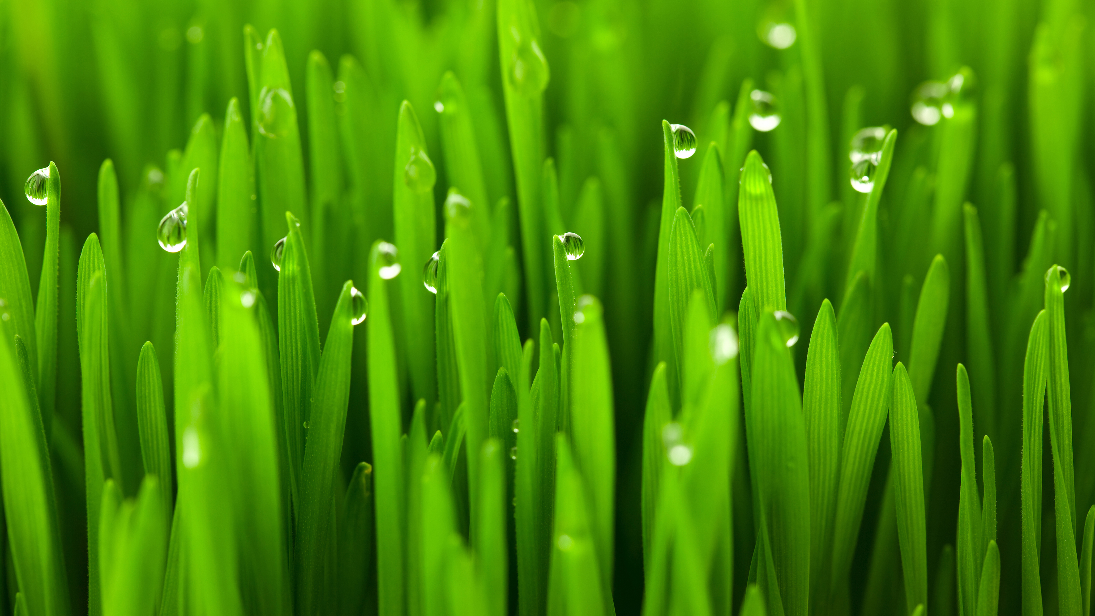 护眼壁纸 小麦 雨