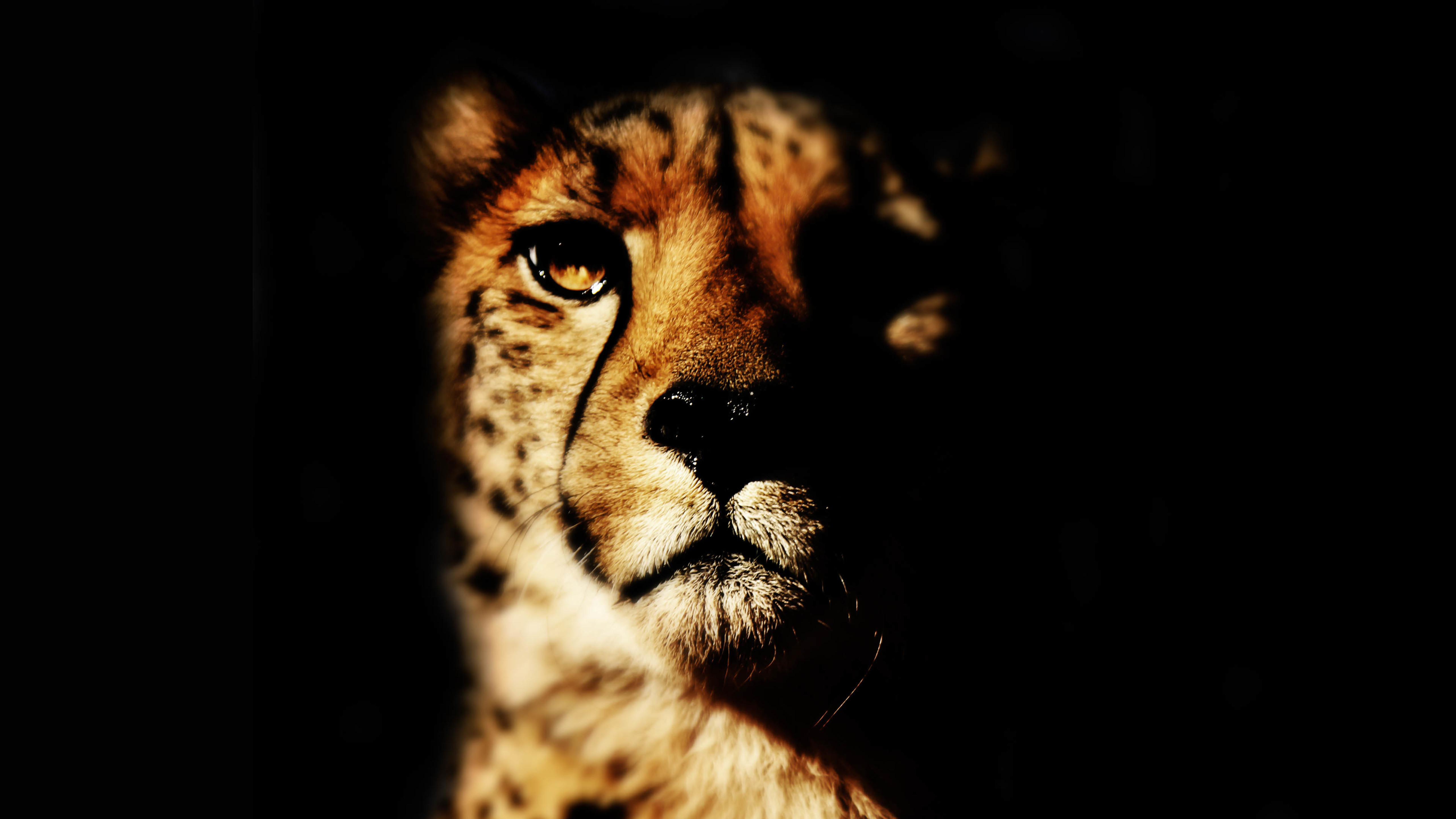 豹子 眼神 深邃