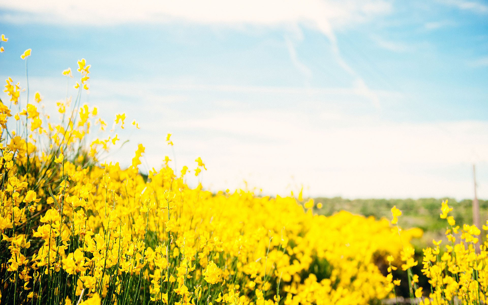 小清新 鸟语花香