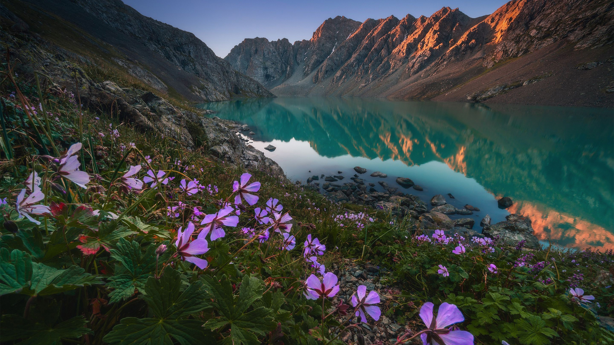 自然风光 湖泊 牵牛花