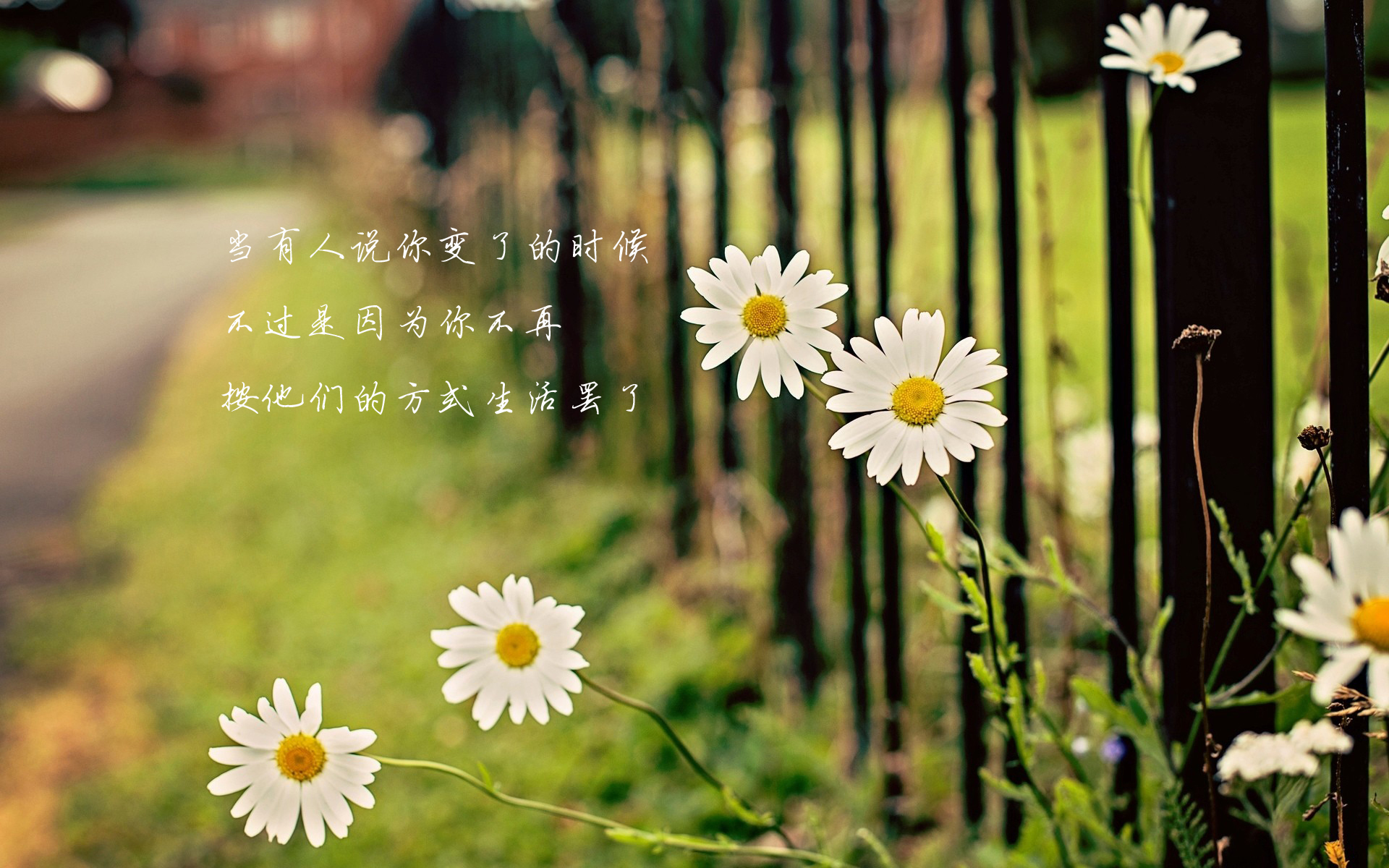 文字 唯美 花卉 雏菊