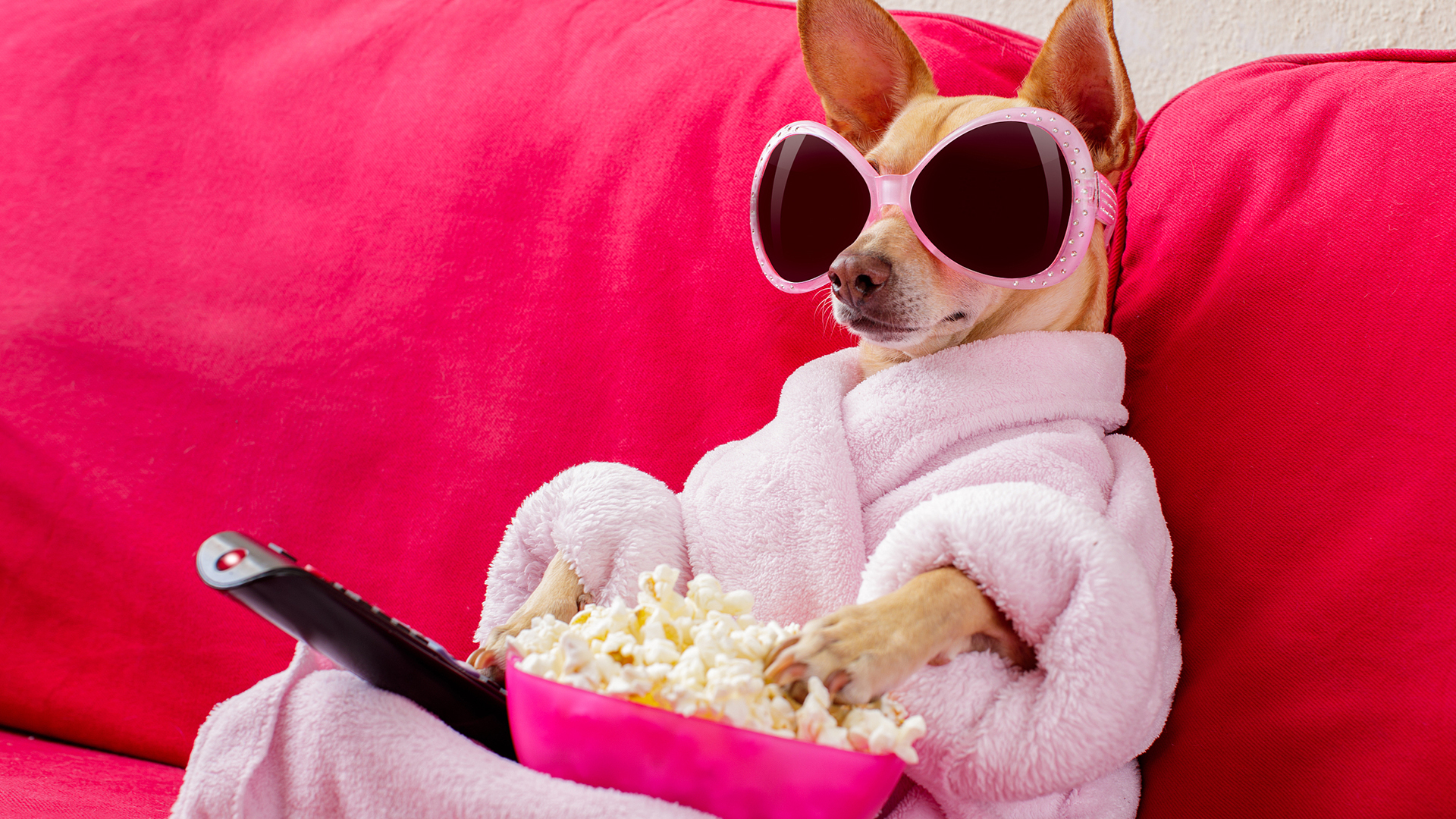 萌宠动物 汪星人