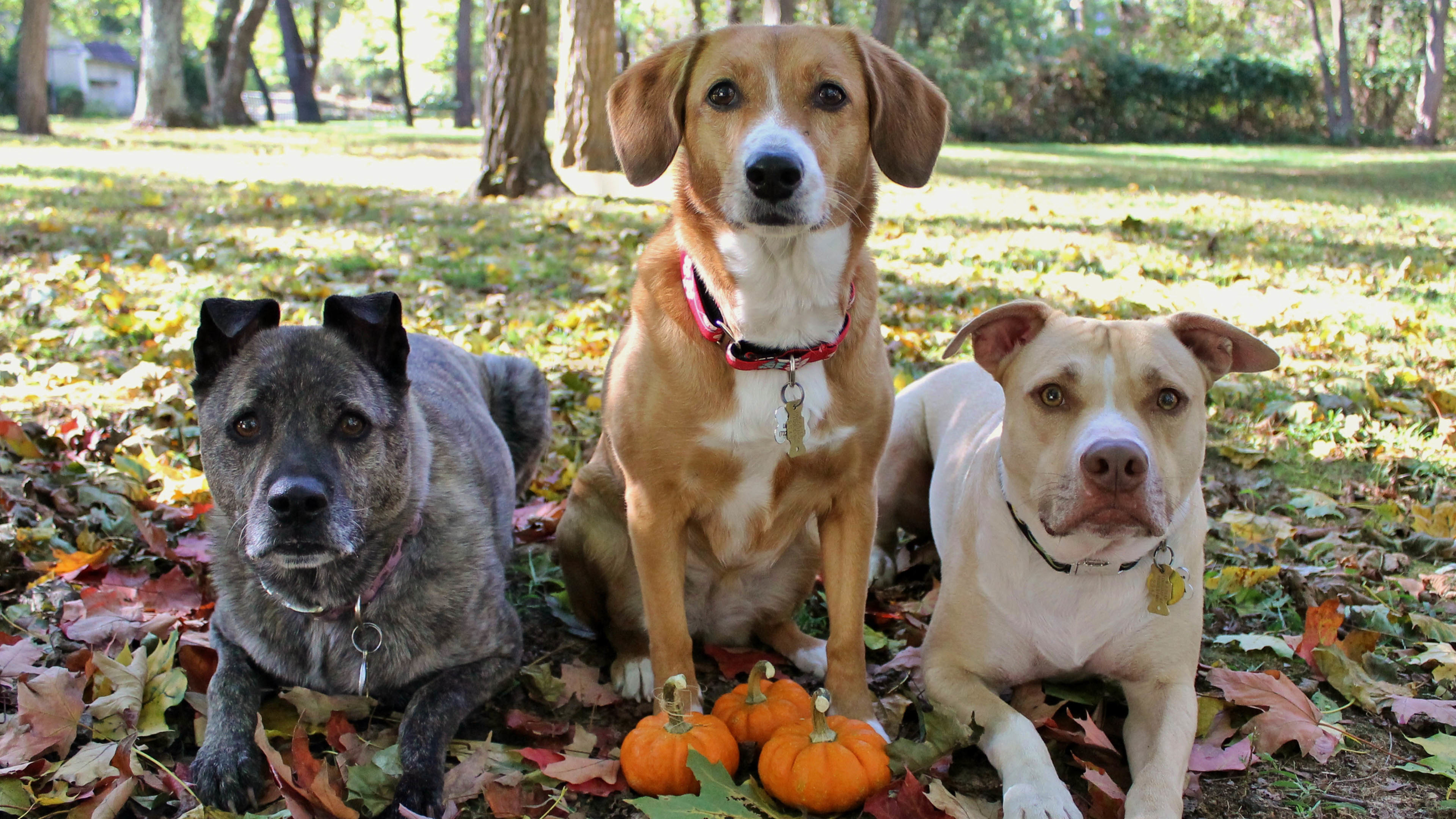汪星人 狗 猎犬
